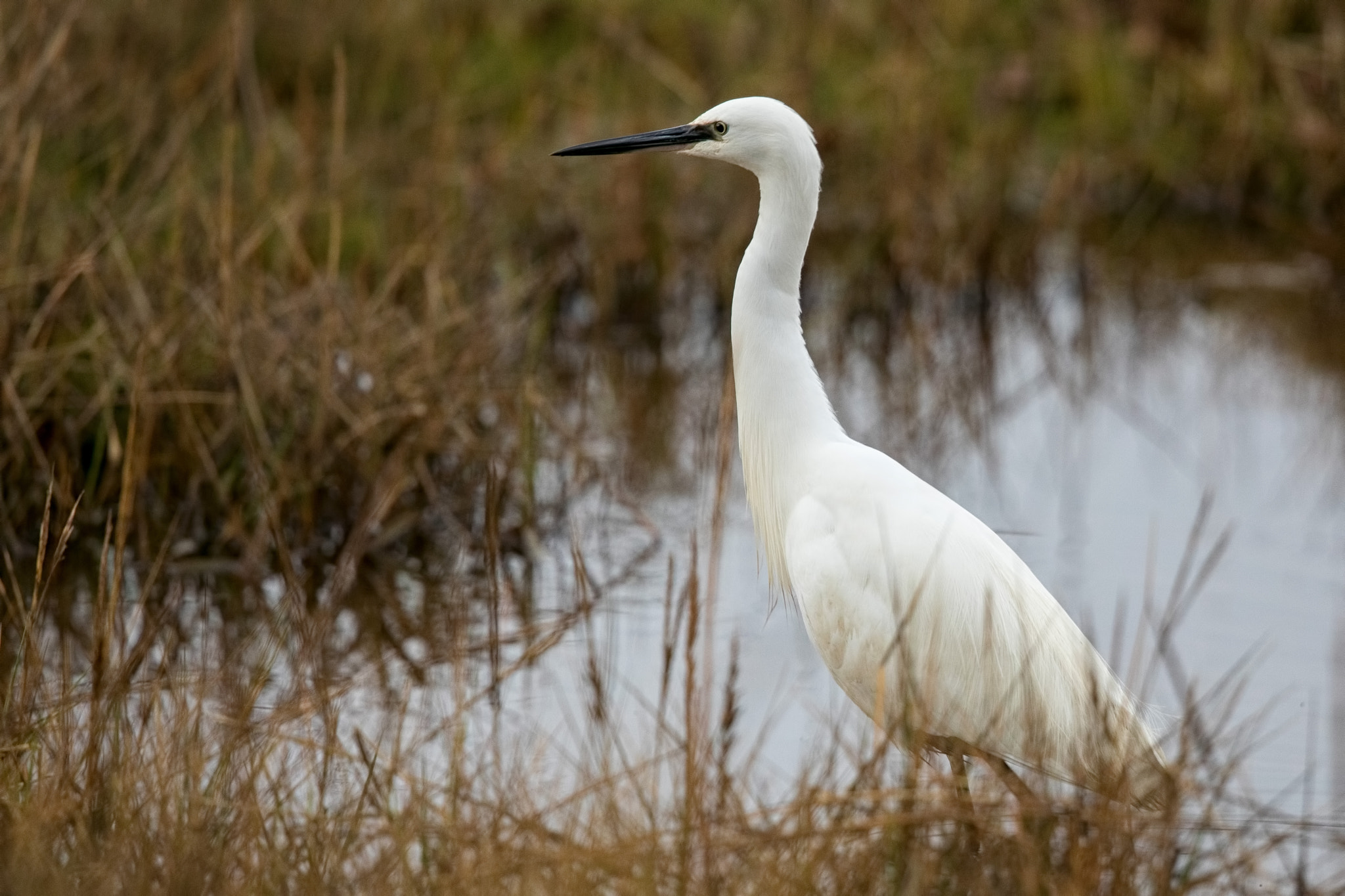 Canon EF 500mm F4L IS II USM sample photo. The tall egret photography