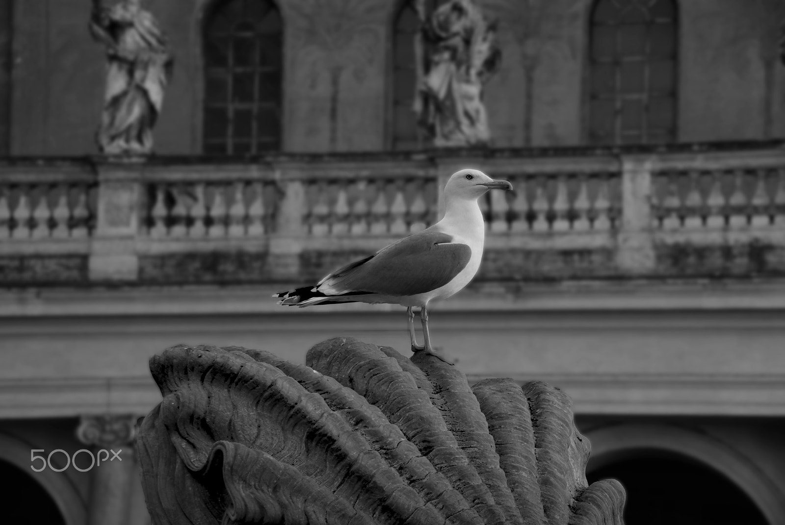 Pentax K10D sample photo. Seagull photography