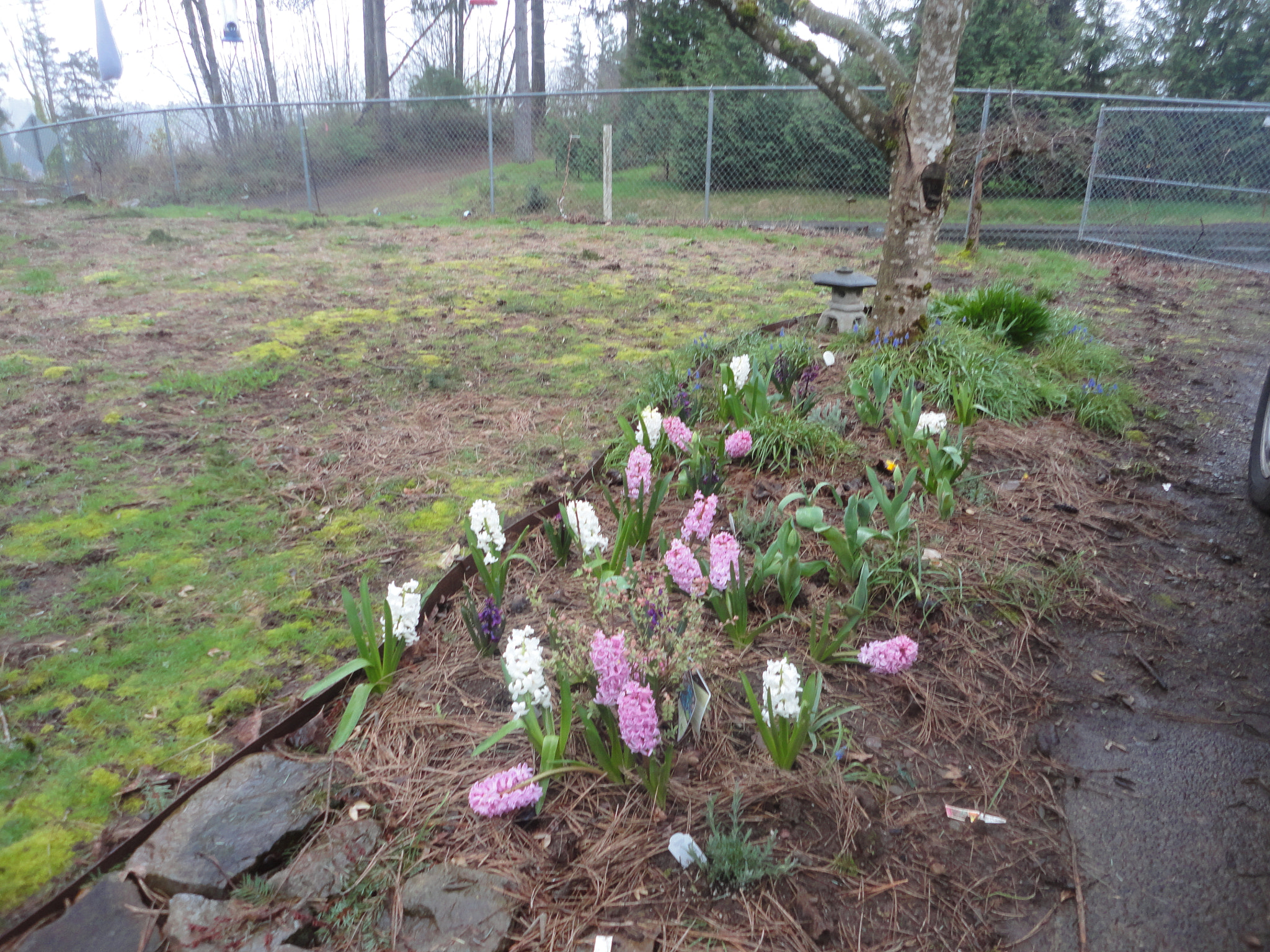 Sony Cyber-shot DSC-W560 sample photo. Woodburn hill march 2016 photography