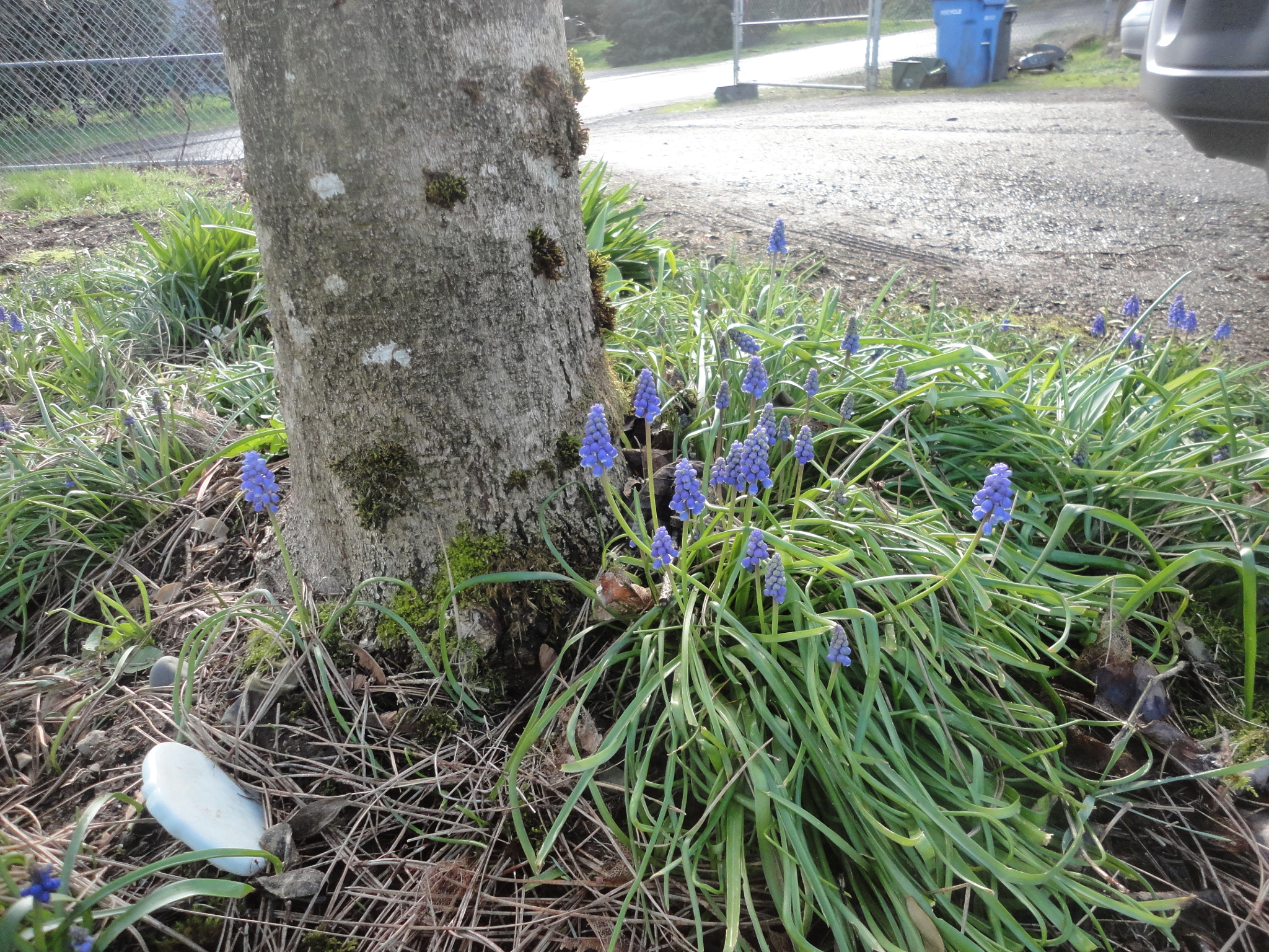 Sony Cyber-shot DSC-W560 sample photo. Woodburn hill march 2016 photography