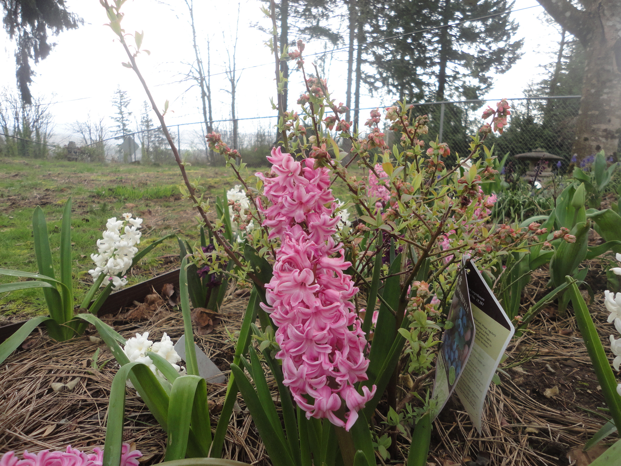 Sony Cyber-shot DSC-W560 sample photo. Woodburn hill march 2016 photography