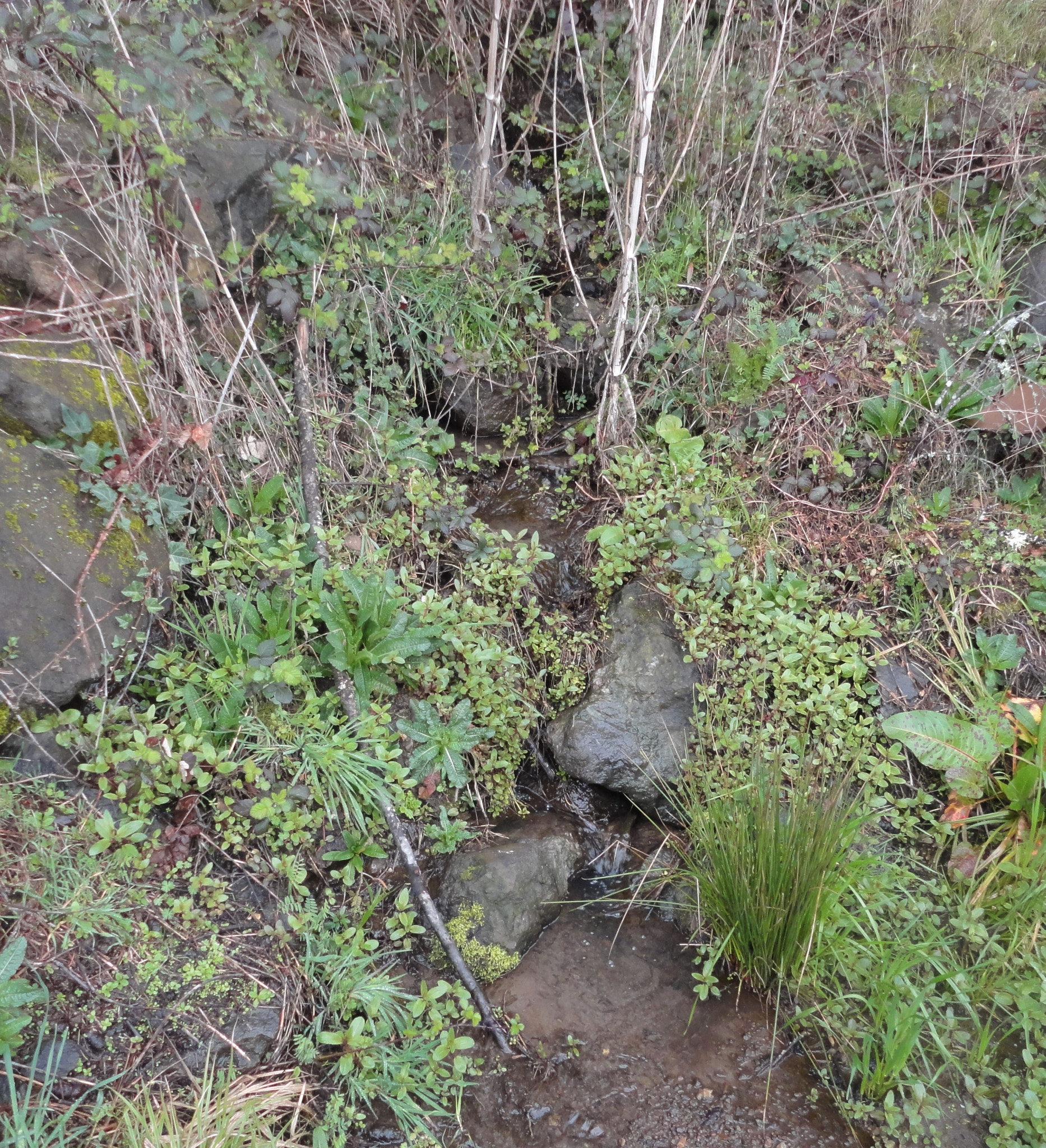Sony Cyber-shot DSC-W560 sample photo. Woodburn hill march 2016 photography