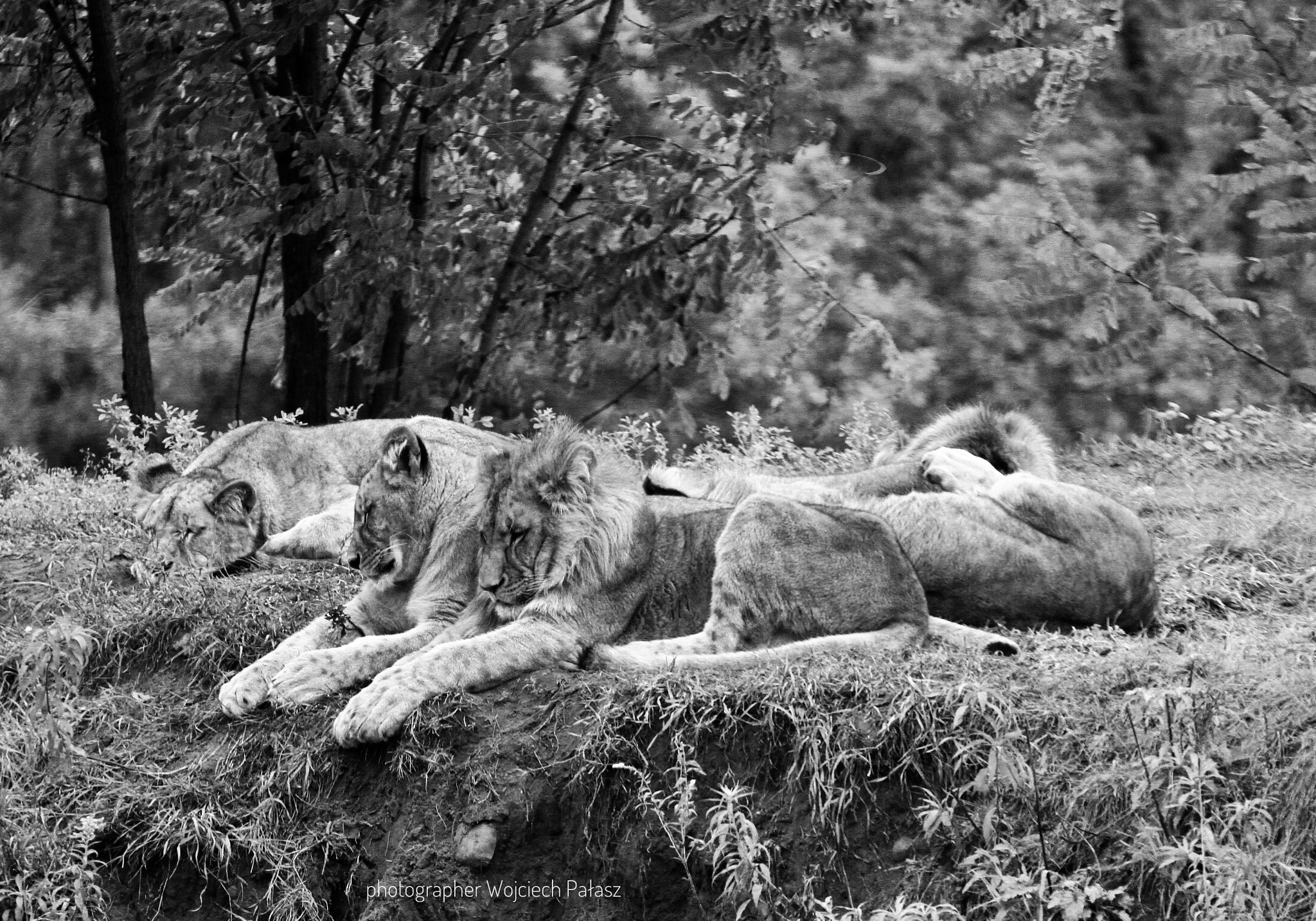 Canon EF 70-200mm F4L USM sample photo. "nap" photography