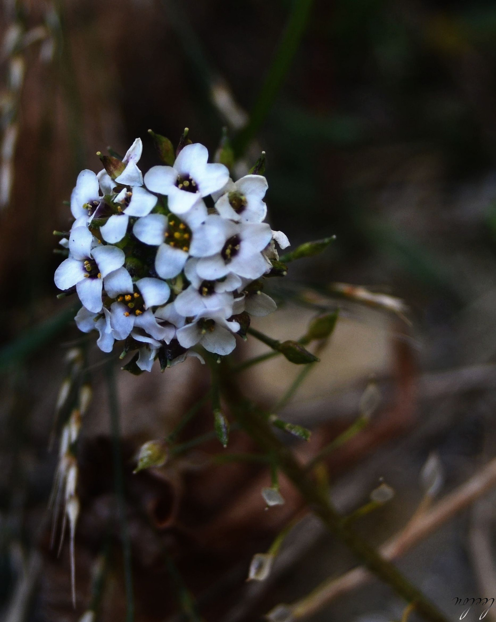 Nikon D3100 + Sigma 18-50mm F3.5-5.6 DC sample photo. Wildflower*** photography