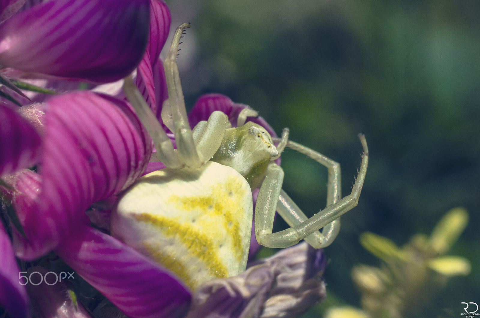 Nikon AF-S DX Micro Nikkor 40mm F2.8 sample photo. Spider photography