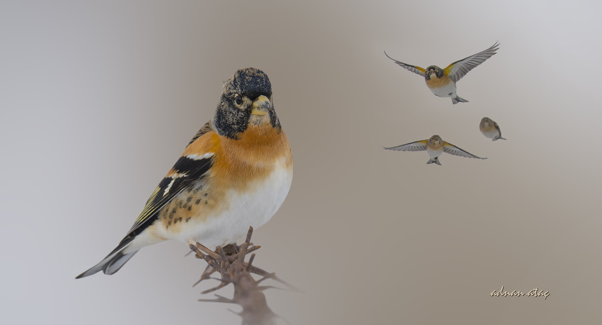 Sigma 150-600mm F5-6.3 DG OS HSM | S sample photo. Dağ ispinozu - brambling - fringilla montifringilla - pinzon real photography