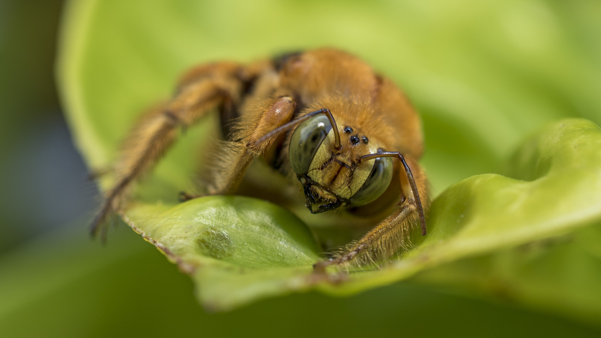 Nikon AF-S DX Micro Nikkor 40mm F2.8 sample photo. Hawaiian carpenter bee photography