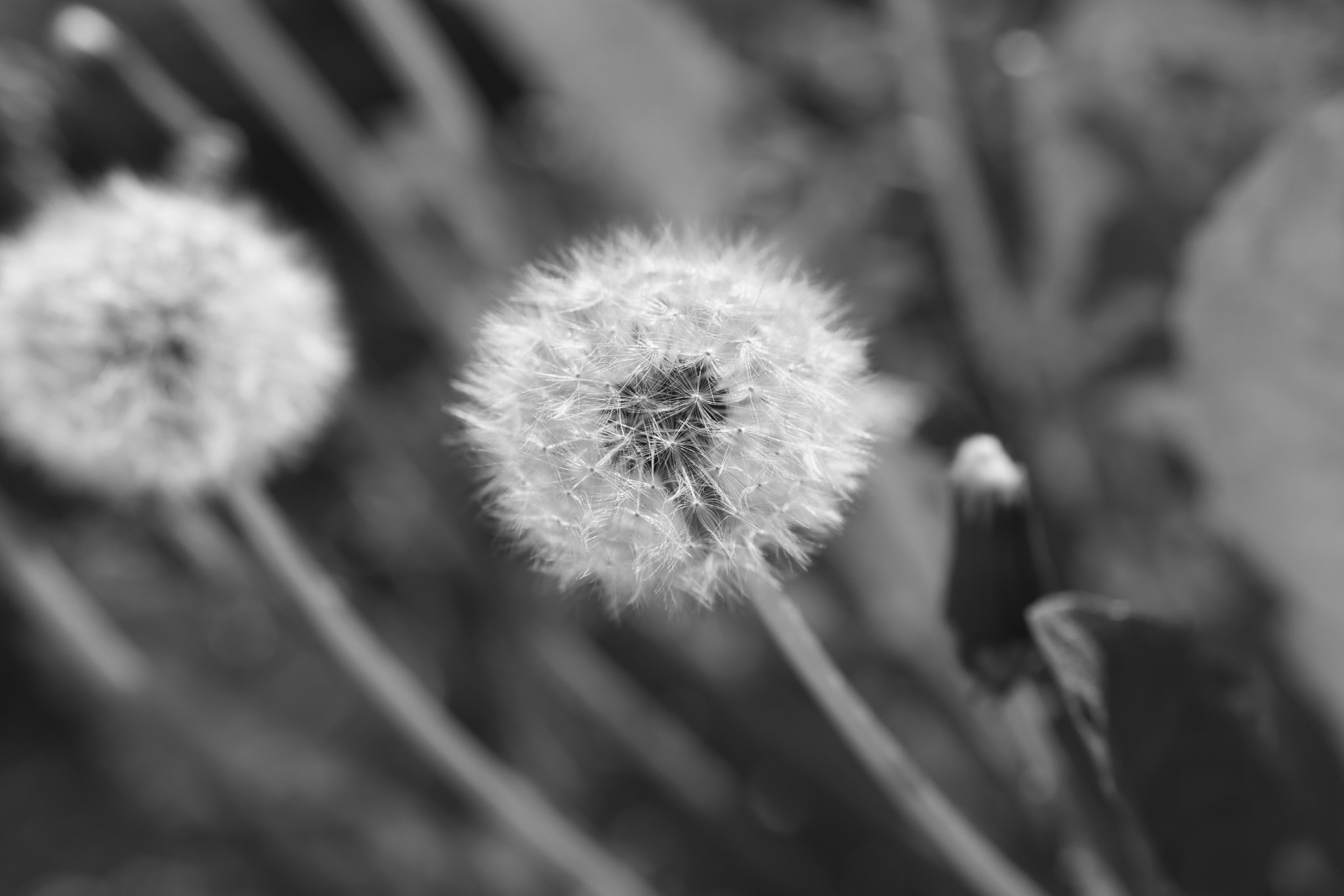 Pentax smc FA 50mm F1.4 sample photo. Blooming dandelions photography