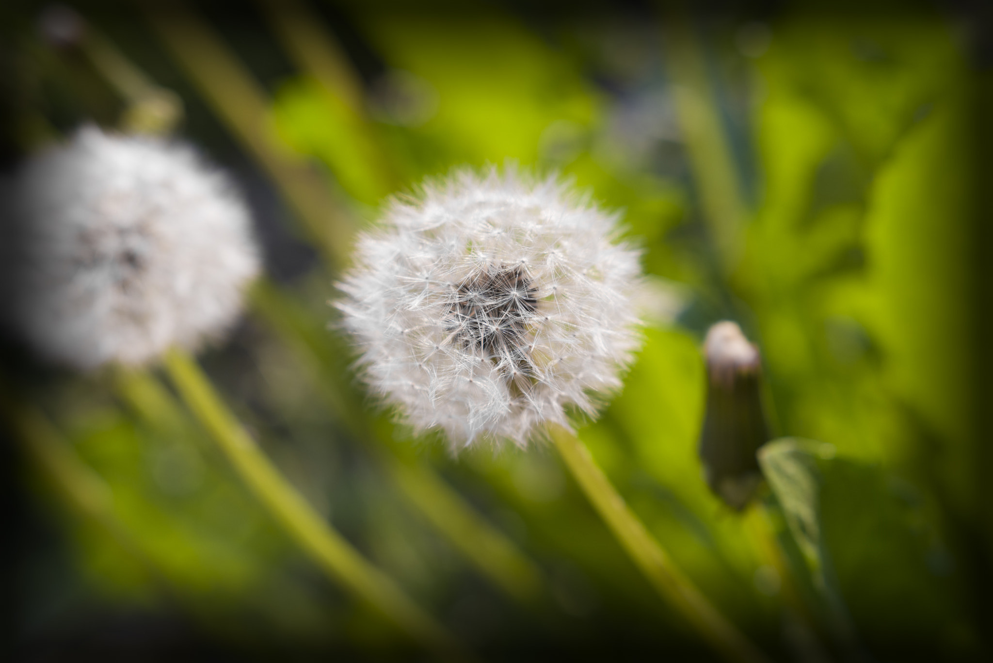 Pentax smc FA 50mm F1.4 sample photo. Blooming dandelions photography