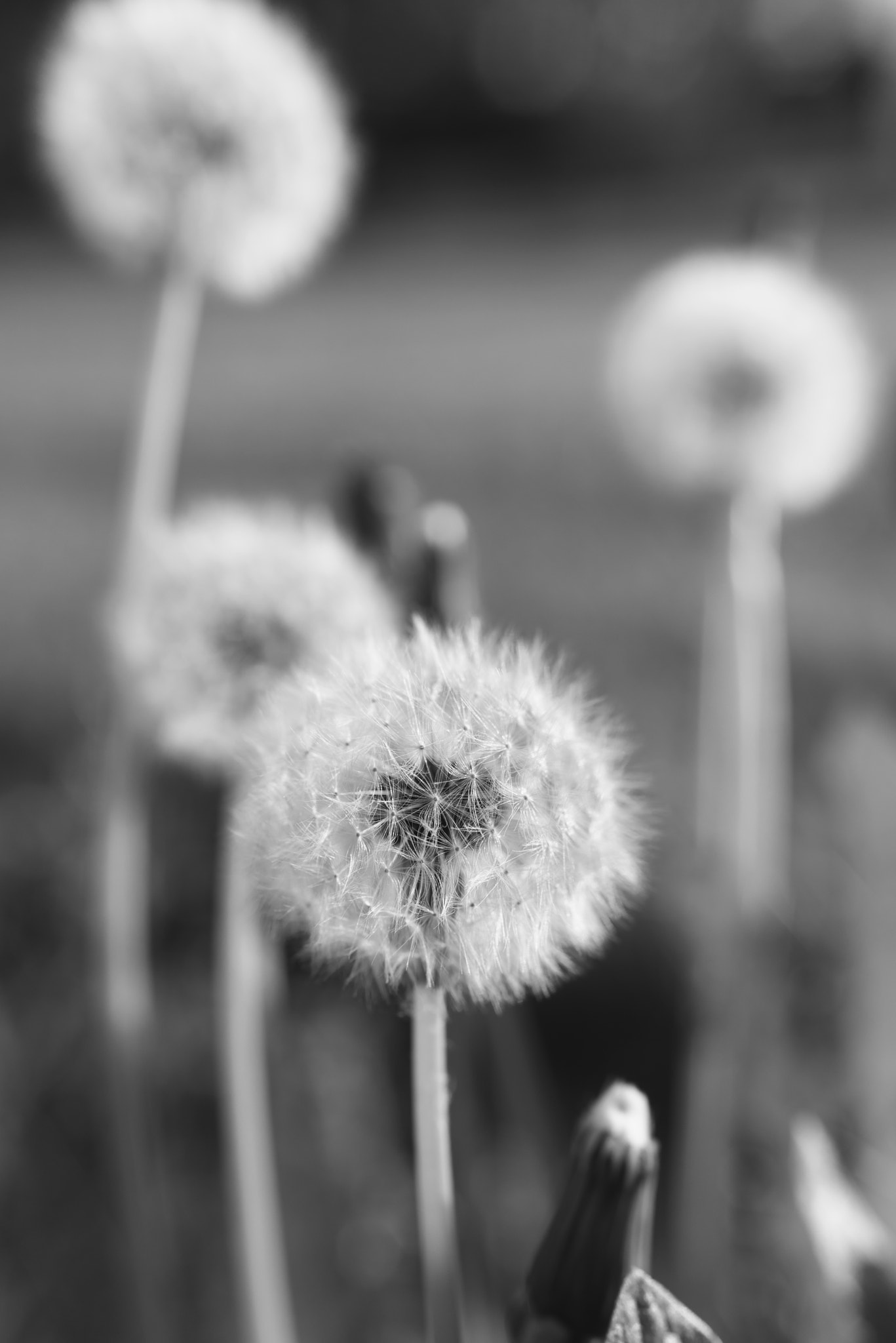 Pentax smc FA 50mm F1.4 sample photo. Blooming dandelions photography