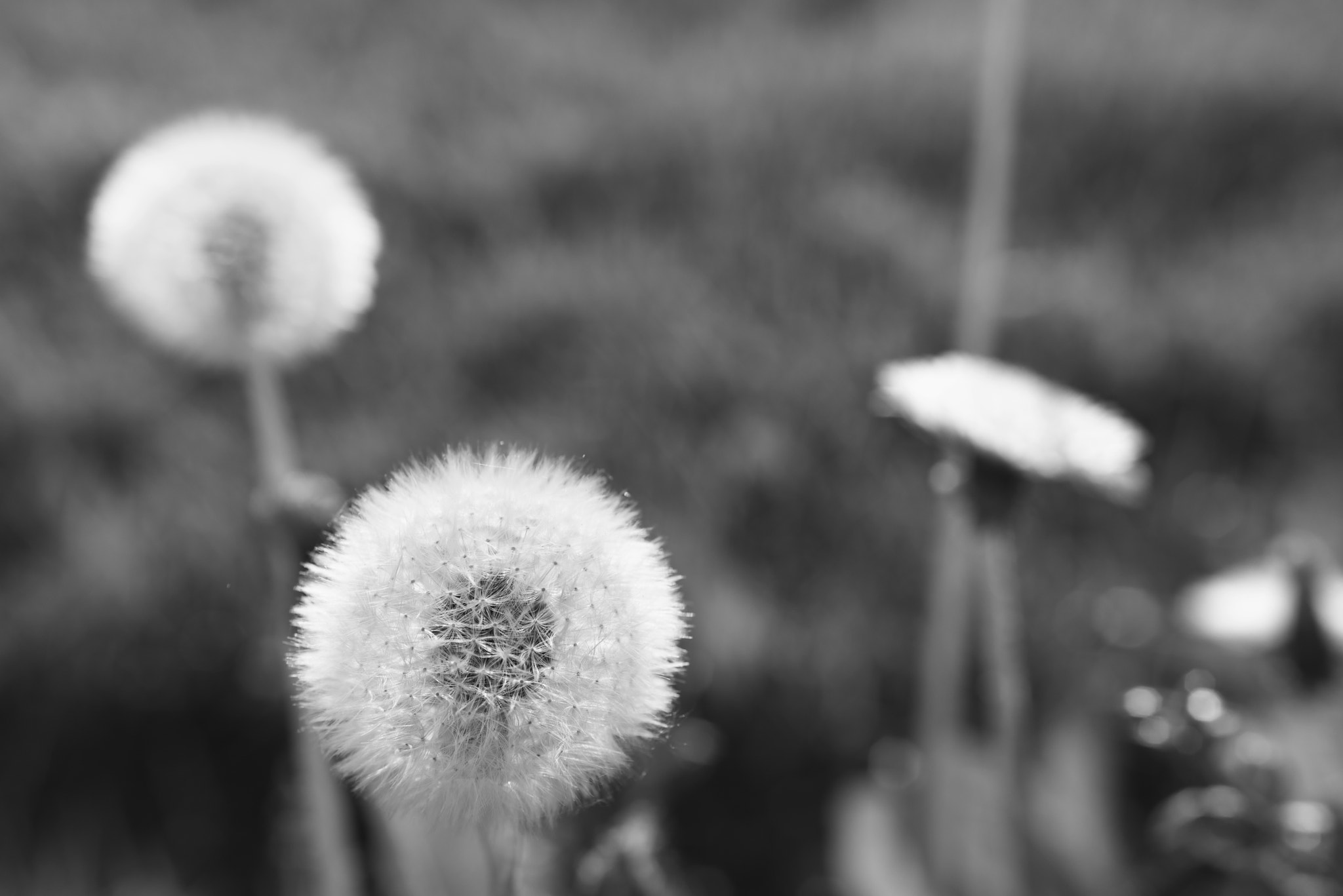 Pentax smc FA 50mm F1.4 sample photo. Blooming dandelions photography