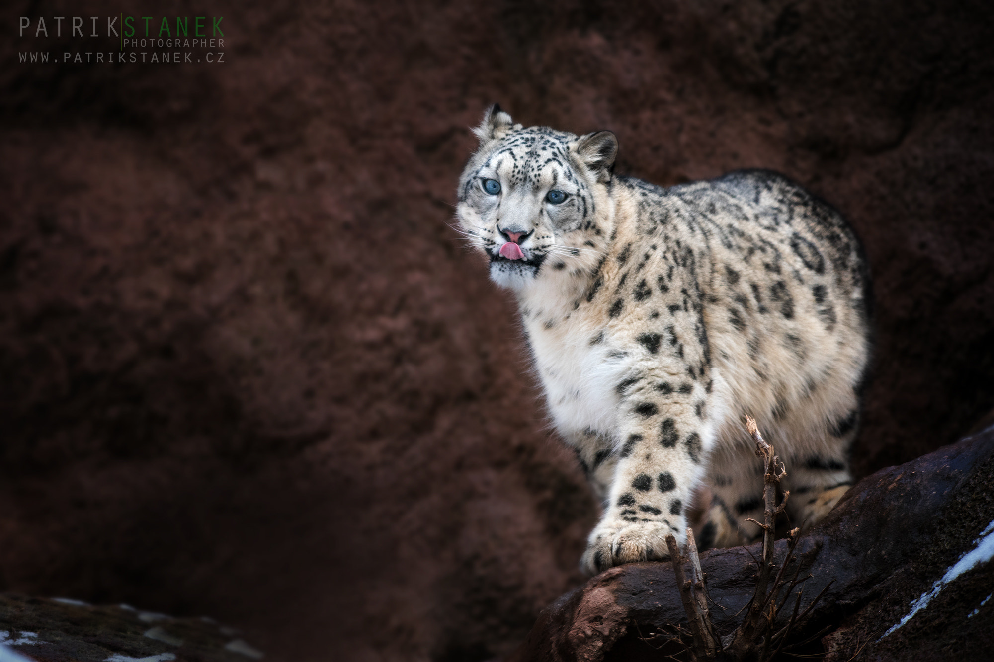 Nikon D810 sample photo. Snow leopard | zoo pilsen photography