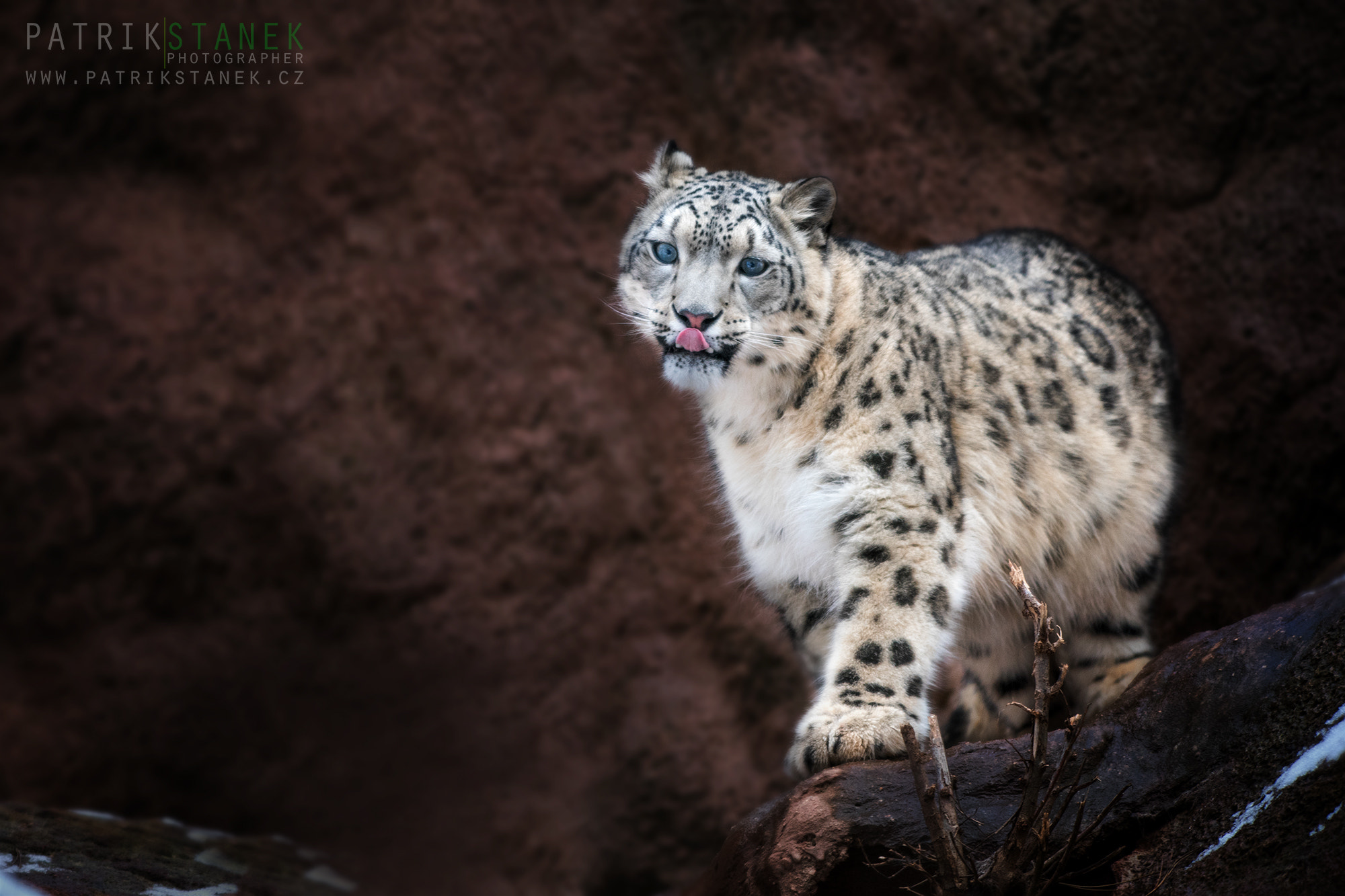 Nikon D810 + Nikon AF-S Nikkor 300mm F2.8G ED VR II sample photo. Snow leopard | zoo pilsen photography