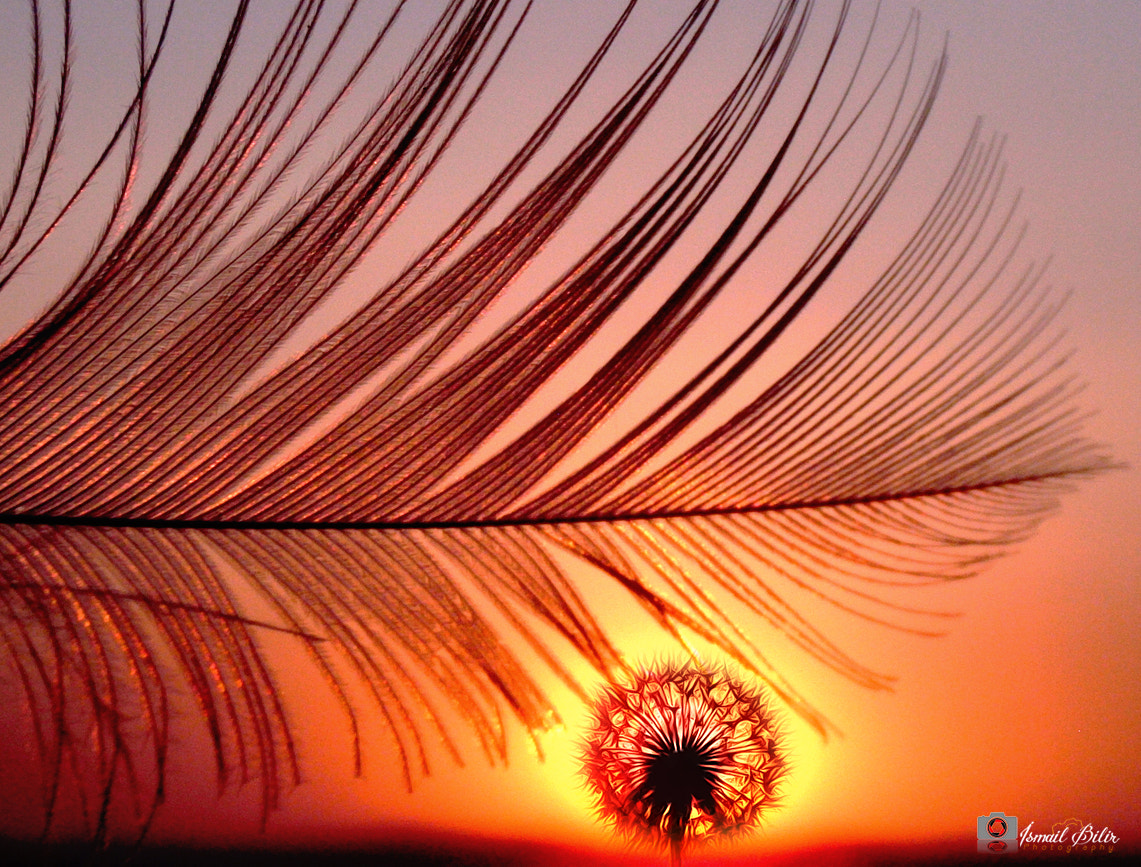 Fujifilm FinePix Z35 sample photo. Feather & dandelion sunset photography