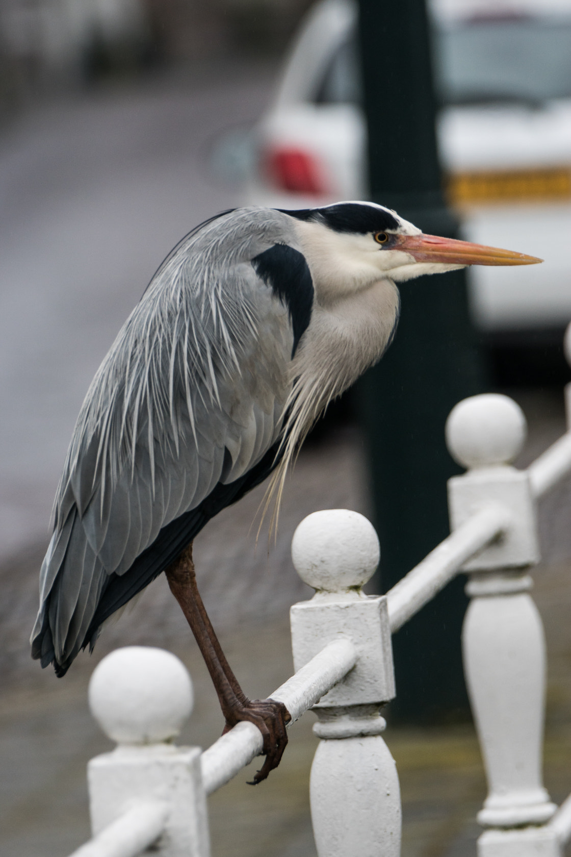 Sony 70-400mm F4-5.6 G SSM II sample photo. Grey heron, kampen,spring 2016 photography