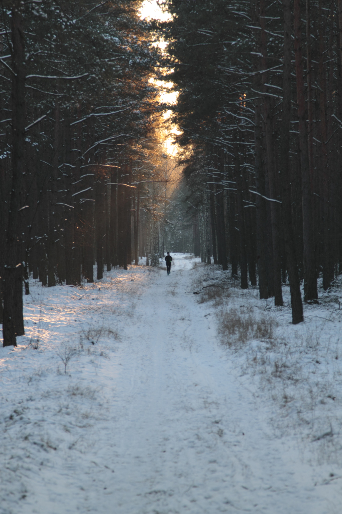 Canon EOS 500D (EOS Rebel T1i / EOS Kiss X3) sample photo. Running in the winter. photography