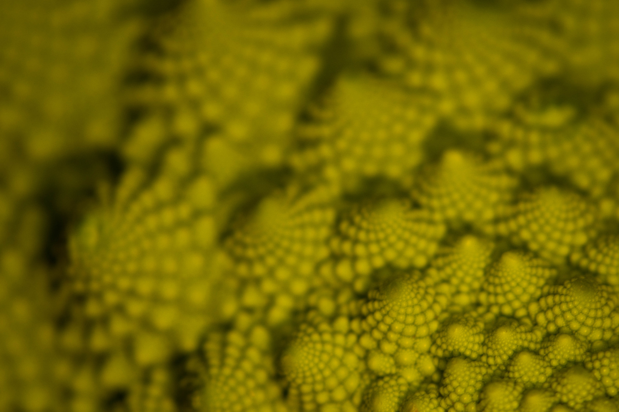 Sigma 70-300mm F4-5.6 APO DG Macro sample photo. Green ruff photography