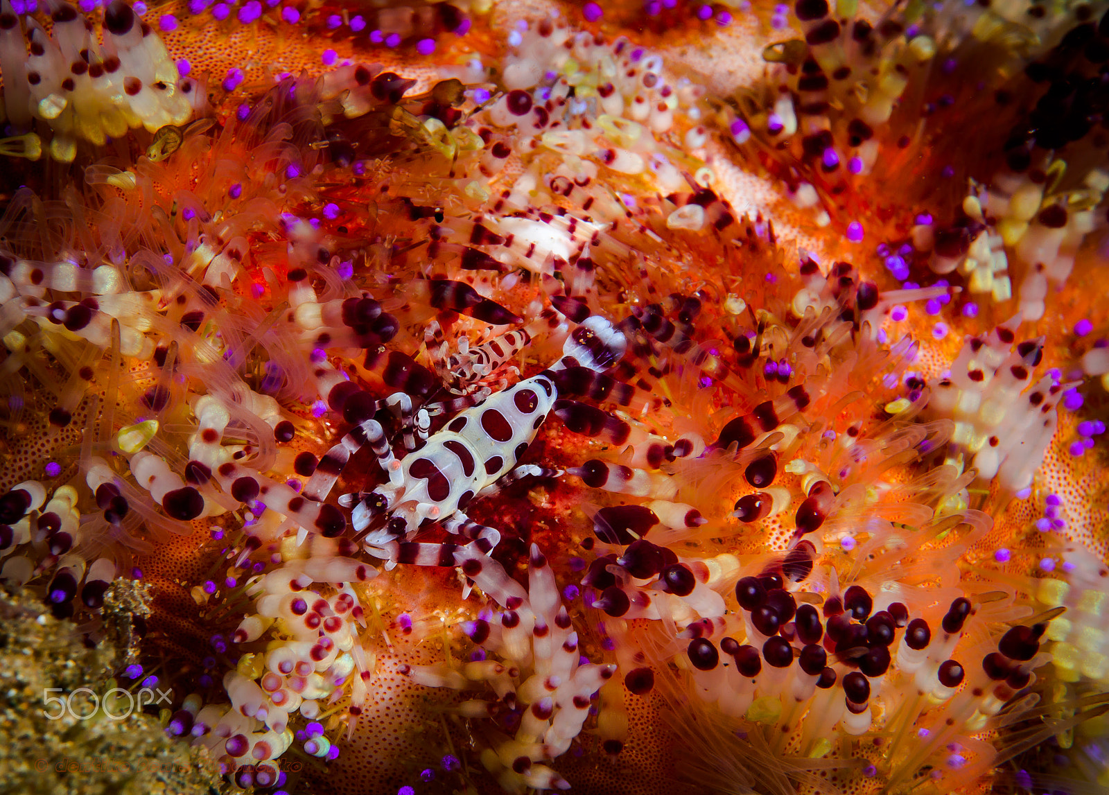 Sony Alpha NEX-7 sample photo. Coleman shrimp. photography