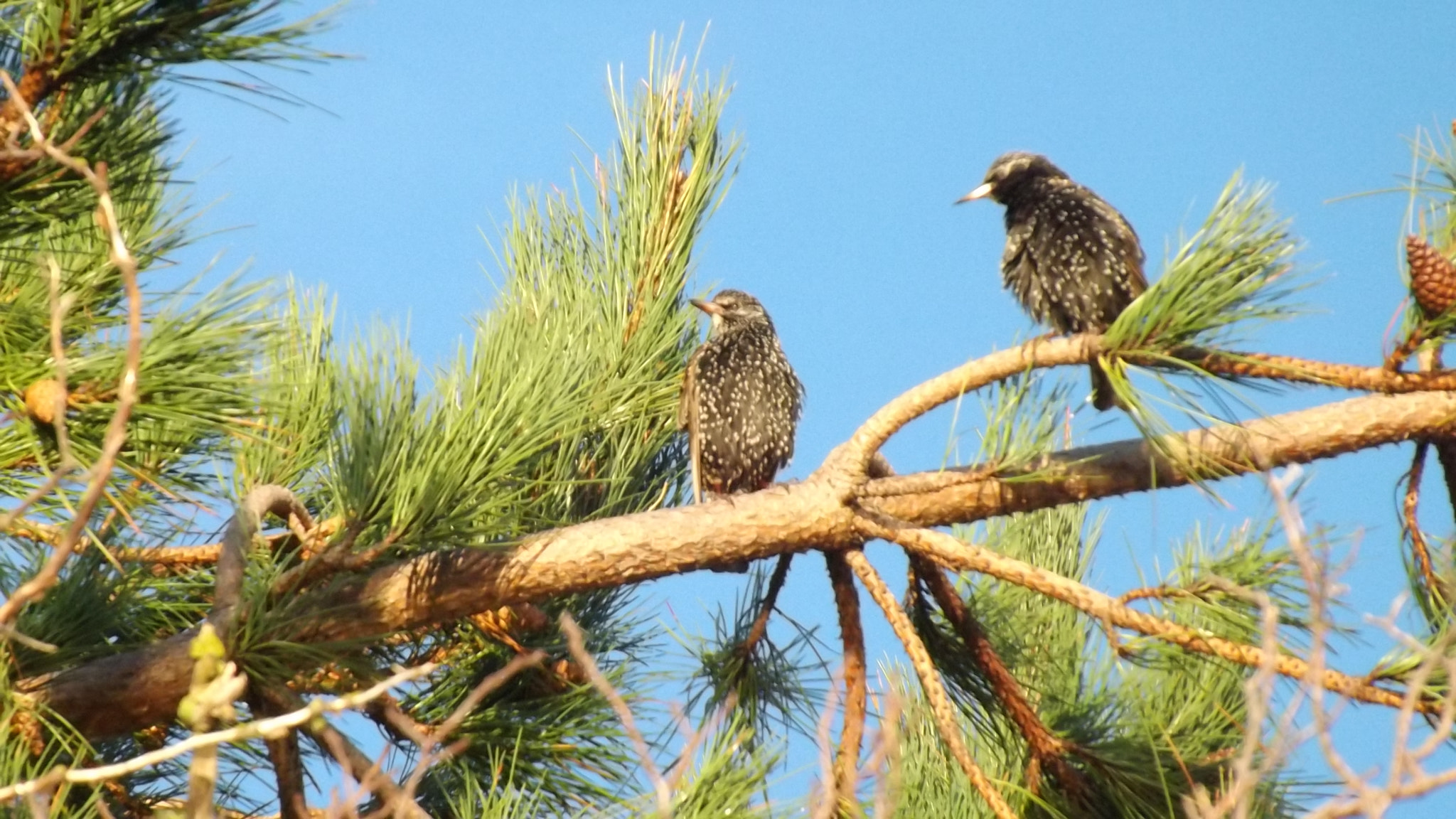 Fujifilm FinePix S4200 sample photo. Shy starlings photography