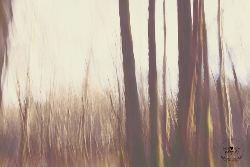 Canon EOS 5D Mark II sample photo. Icm lake district trees photography