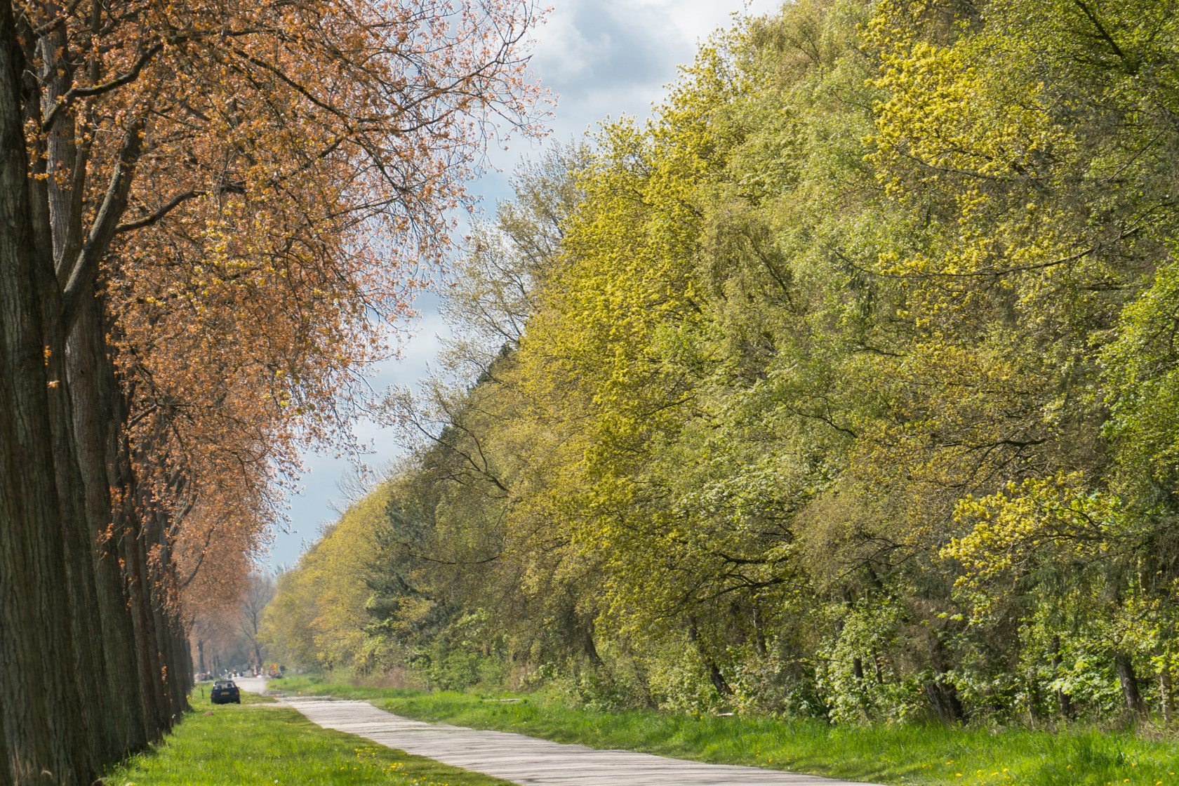 Sony E 18-200mm F3.5-6.3 OSS sample photo. Budding leaves, spring 2016 photography