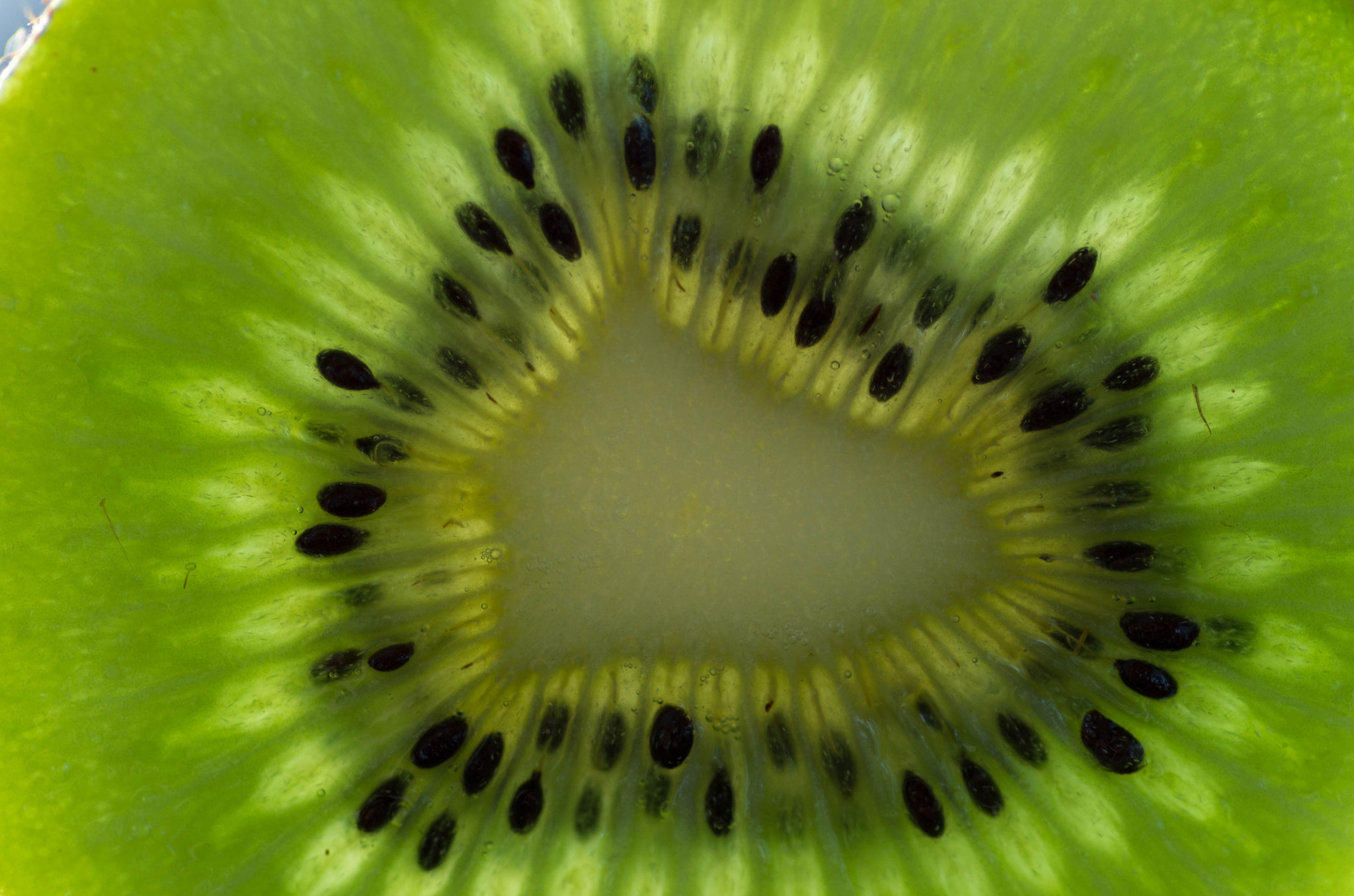 Pentax smc D-FA 100mm F2.8 Macro WR sample photo. Kiwi photography