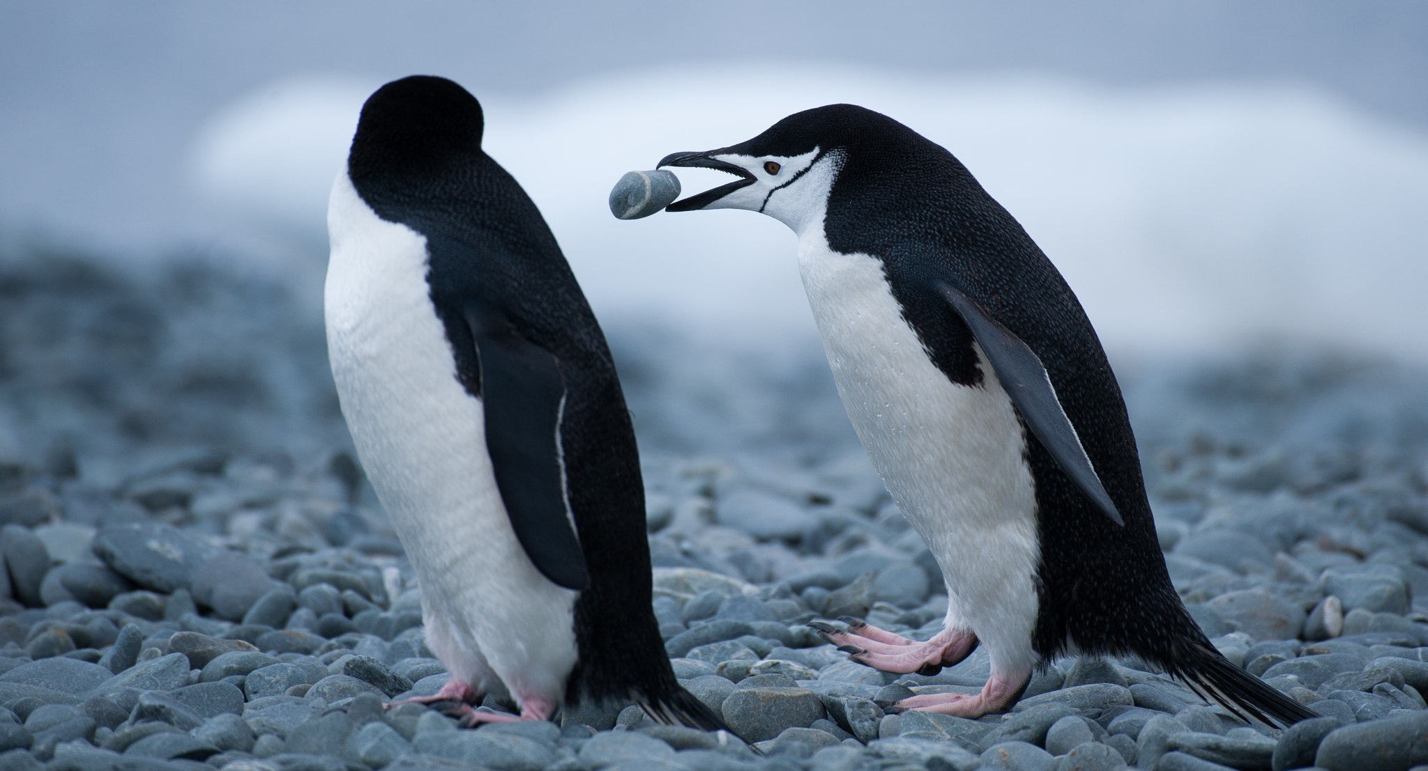 Nikon AF-S Nikkor 200-500mm F5.6E ED VR sample photo. Zügelpinguine photography