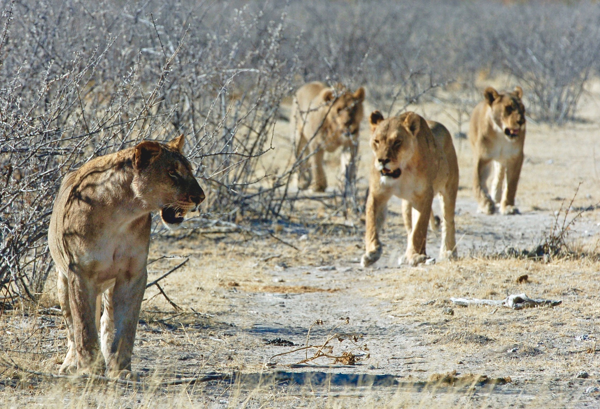 Nikon D2H sample photo. Lions - etosha photography