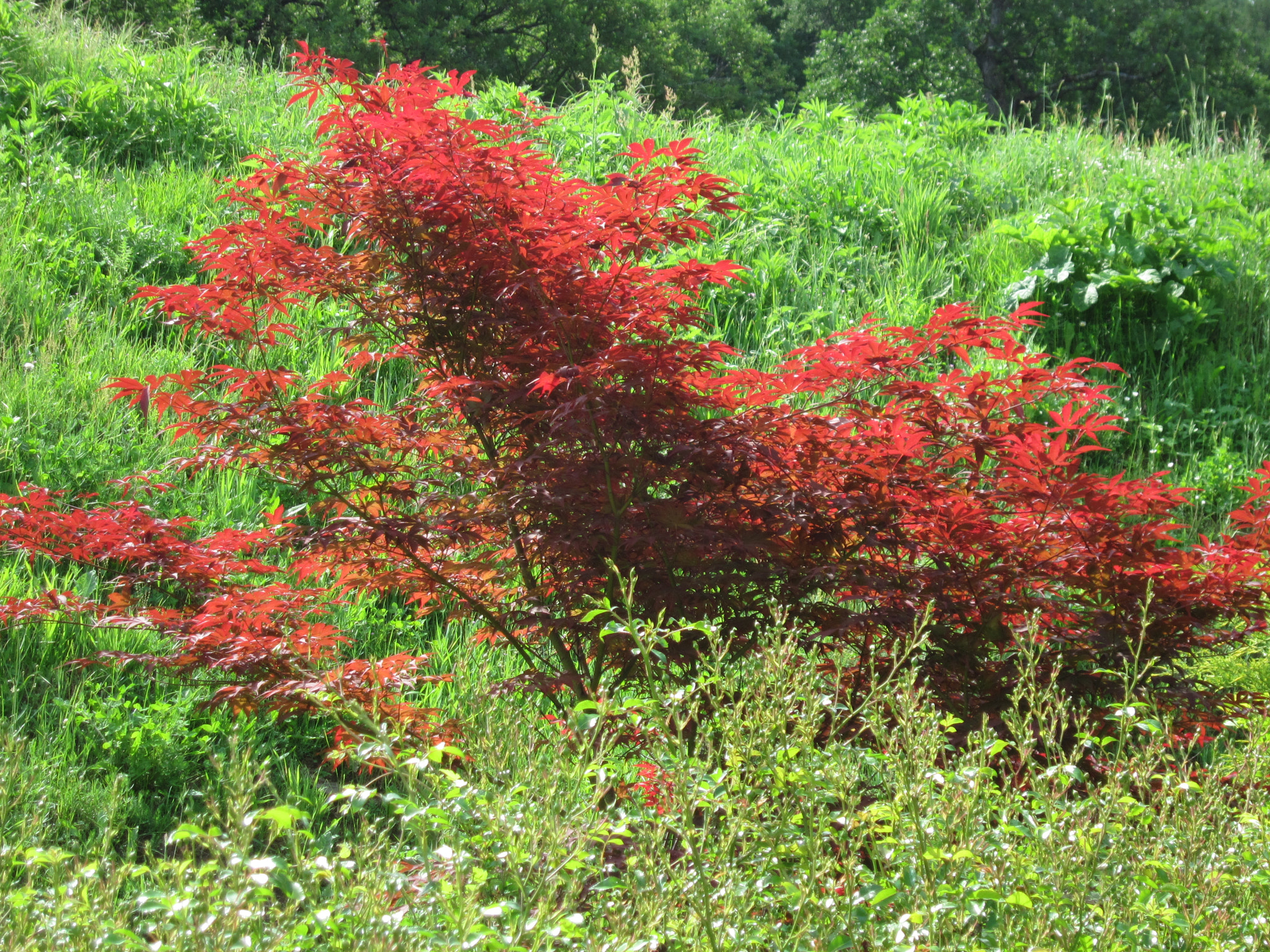 Canon PowerShot SD4000 IS (IXUS 300 HS / IXY 30S) sample photo. Plants photography