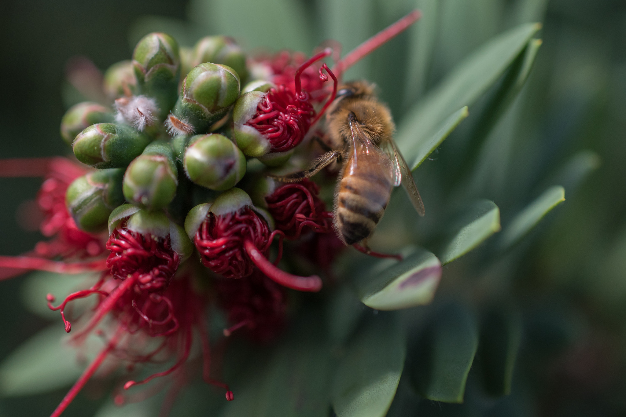 Nikon AF-S DX Micro Nikkor 40mm F2.8 sample photo. Bee on ohia blossom photography