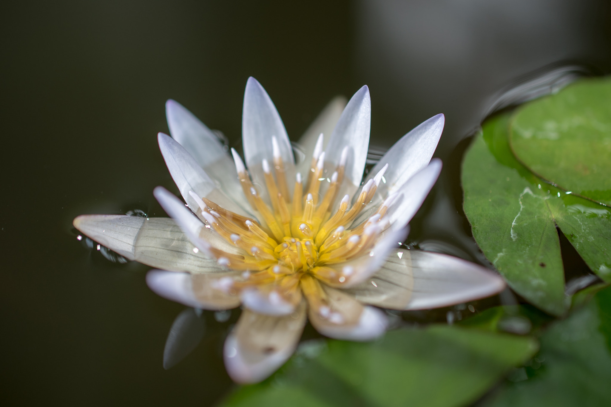 Nikon AF-S DX Micro Nikkor 40mm F2.8 sample photo. Lotus blossom. photography