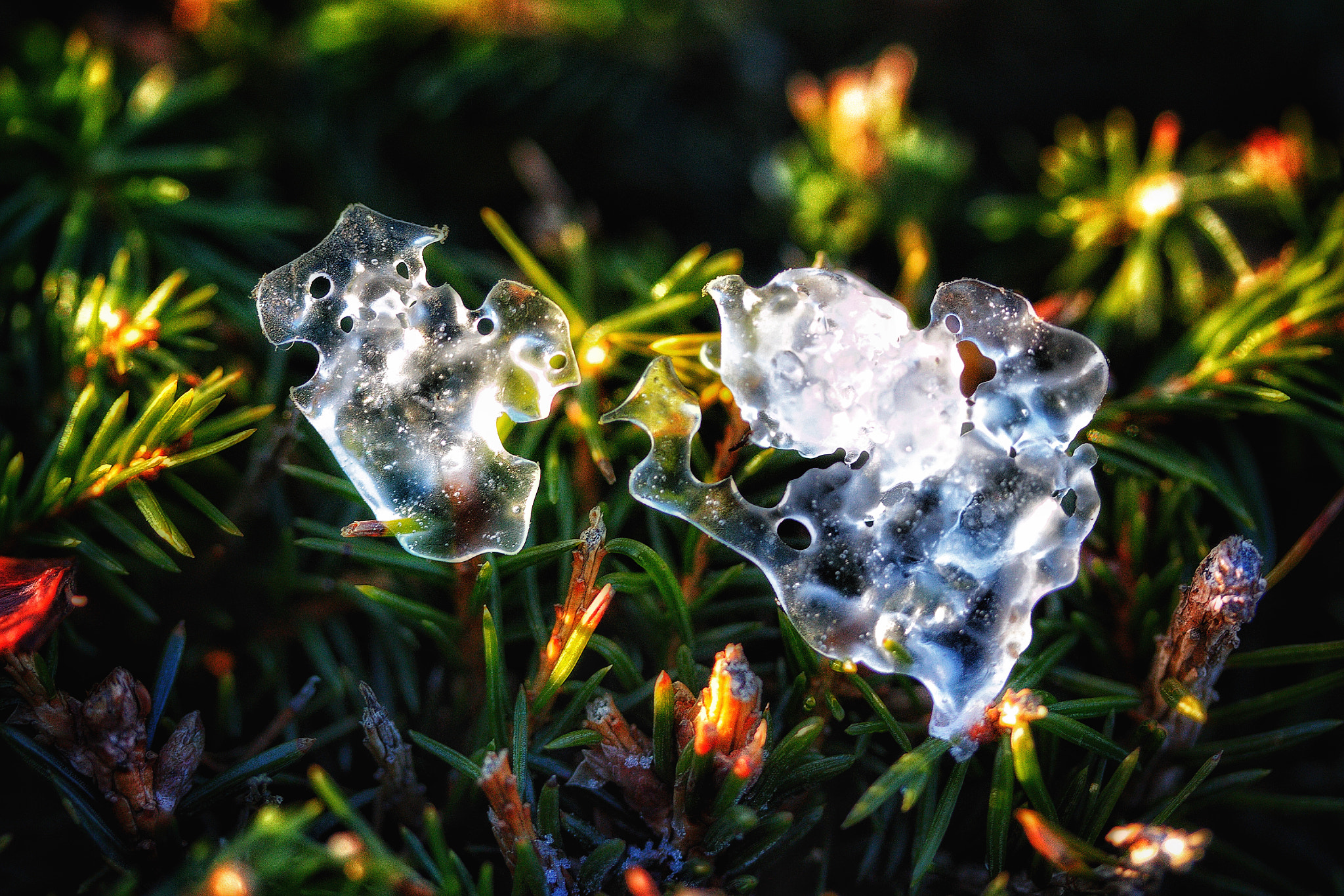 Canon EF-S 60mm F2.8 Macro USM sample photo. Cold as ice. photography