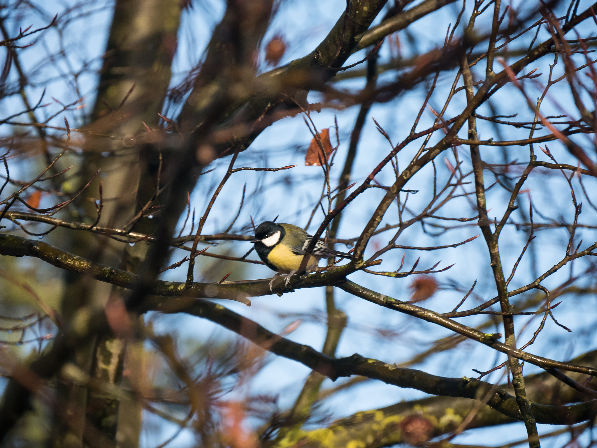 Panasonic Lumix DMC-G7 sample photo. Great tit bird photography