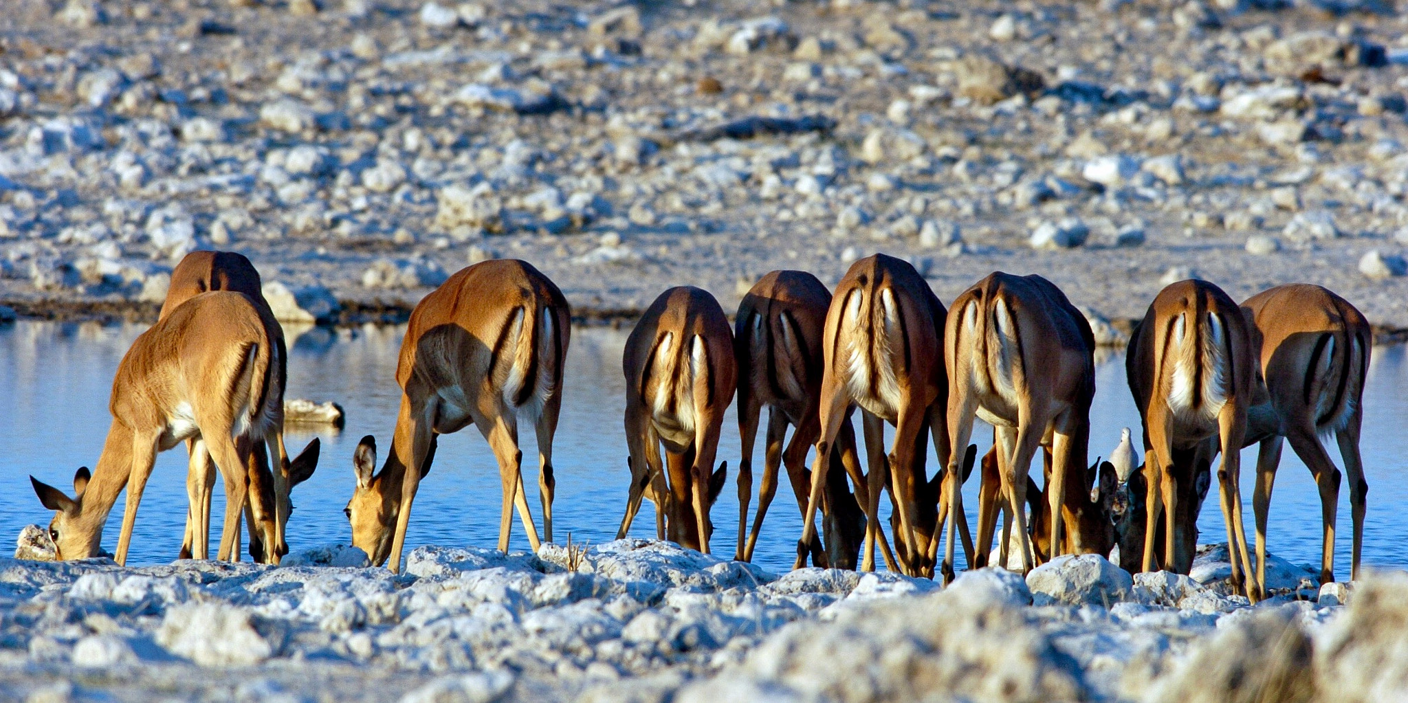 Nikon D2H sample photo. Impala - etosha photography