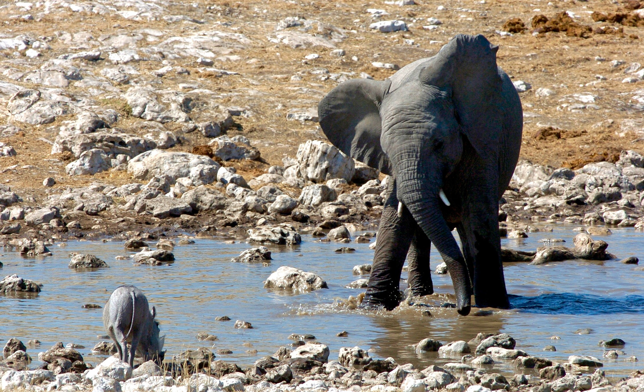 Nikon D2H sample photo. Move away - etosha photography