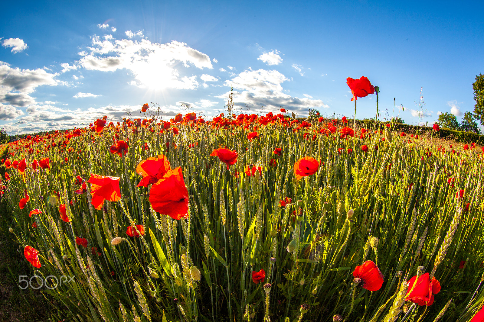 Canon EF 8-15mm F4L Fisheye USM sample photo. Poppies and blue sky over upper rissington photography