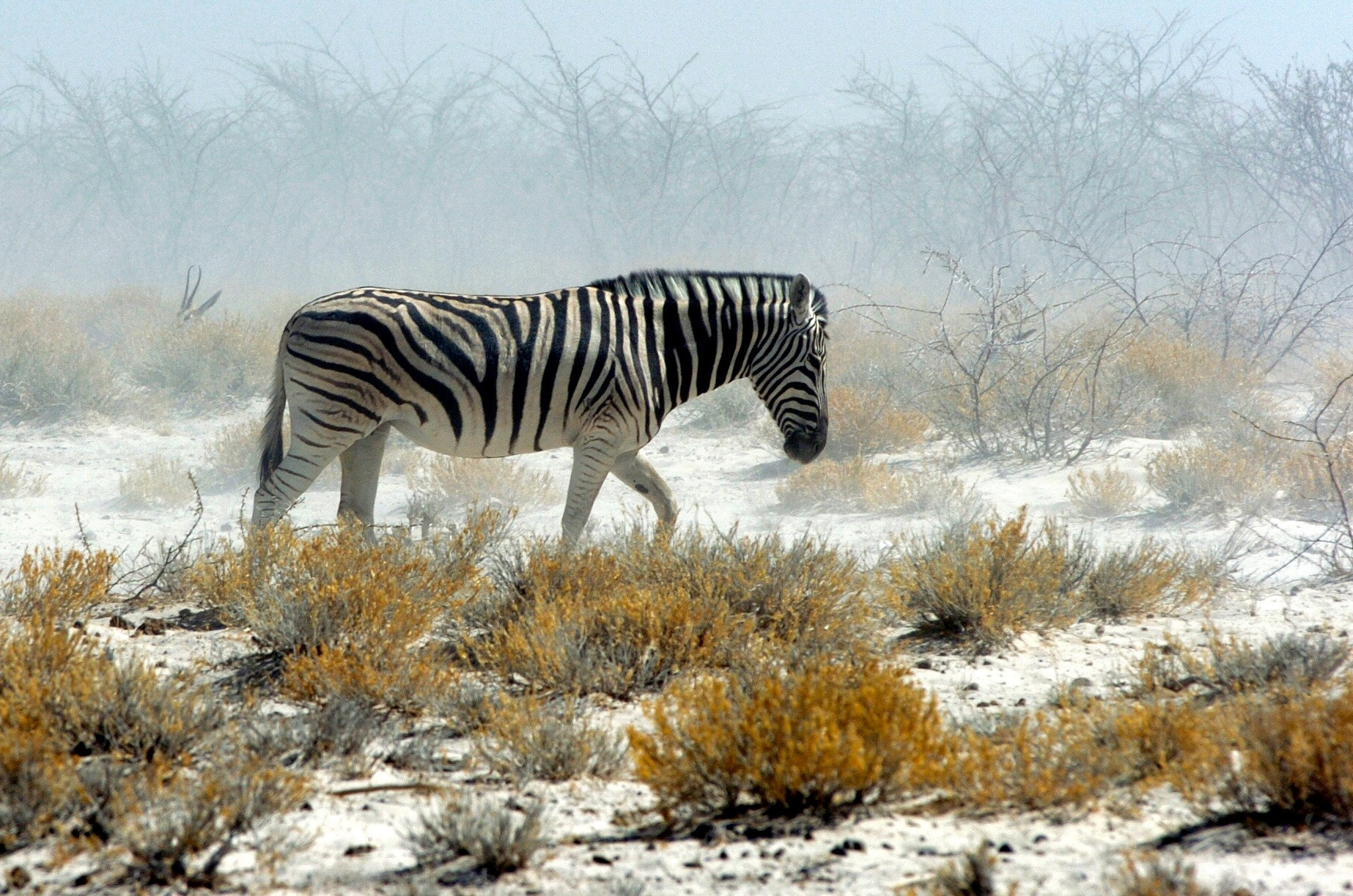 Nikon D2H sample photo. Zebra - etosha photography