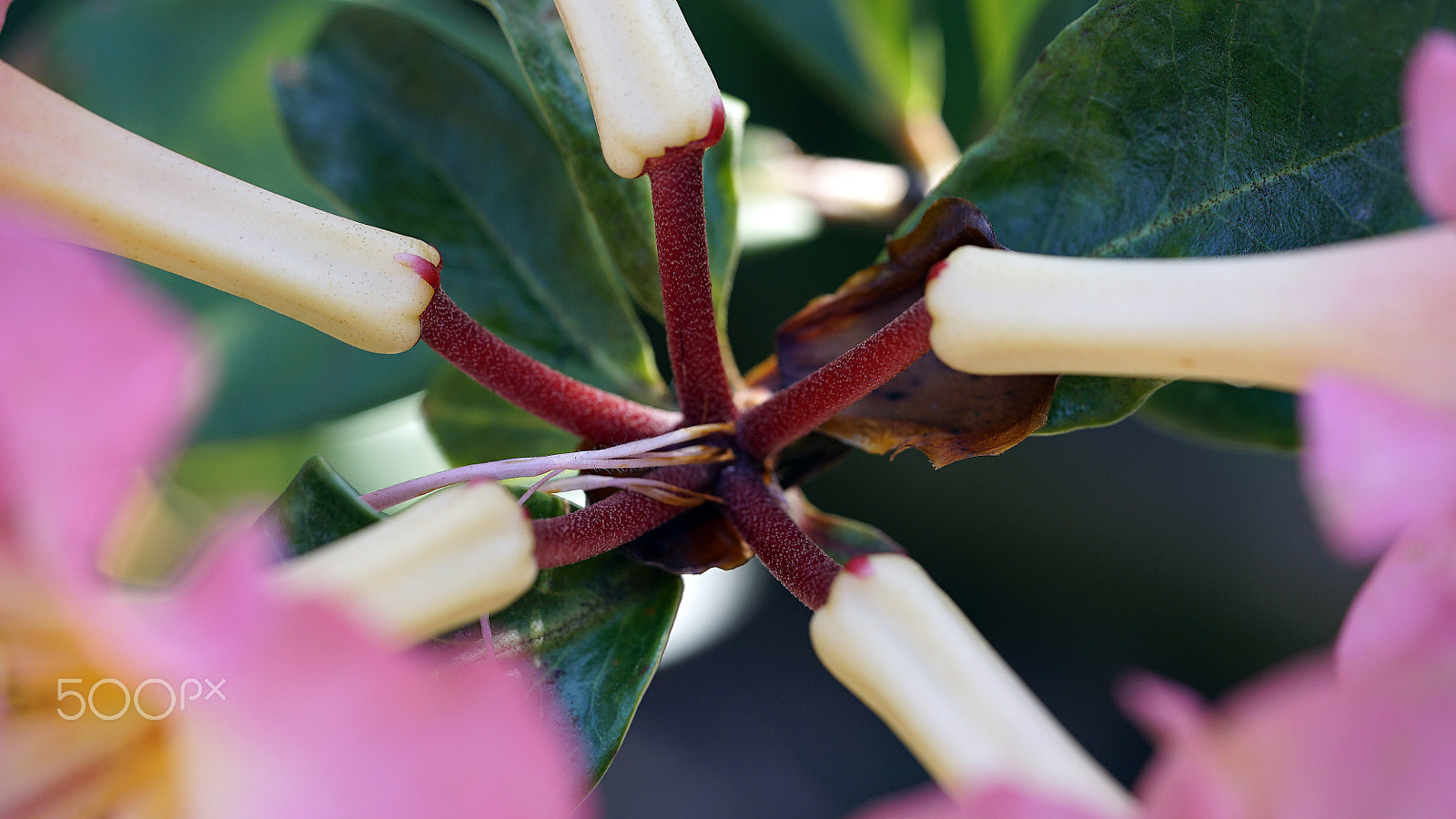 Sony a7S II + Sony FE 90mm F2.8 Macro G OSS sample photo. I'll admit that i was glad it was over photography