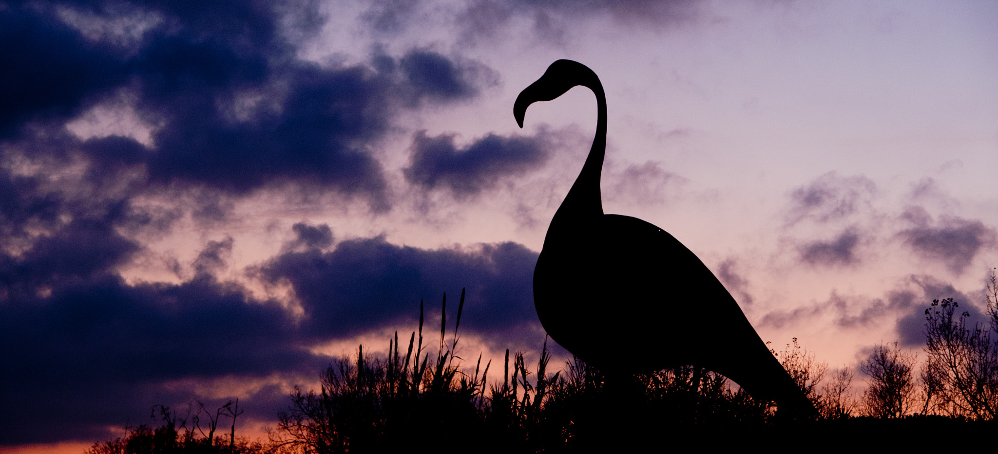 KONICA MINOLTA DYNAX 5D sample photo. Black flamingo on pink background photography