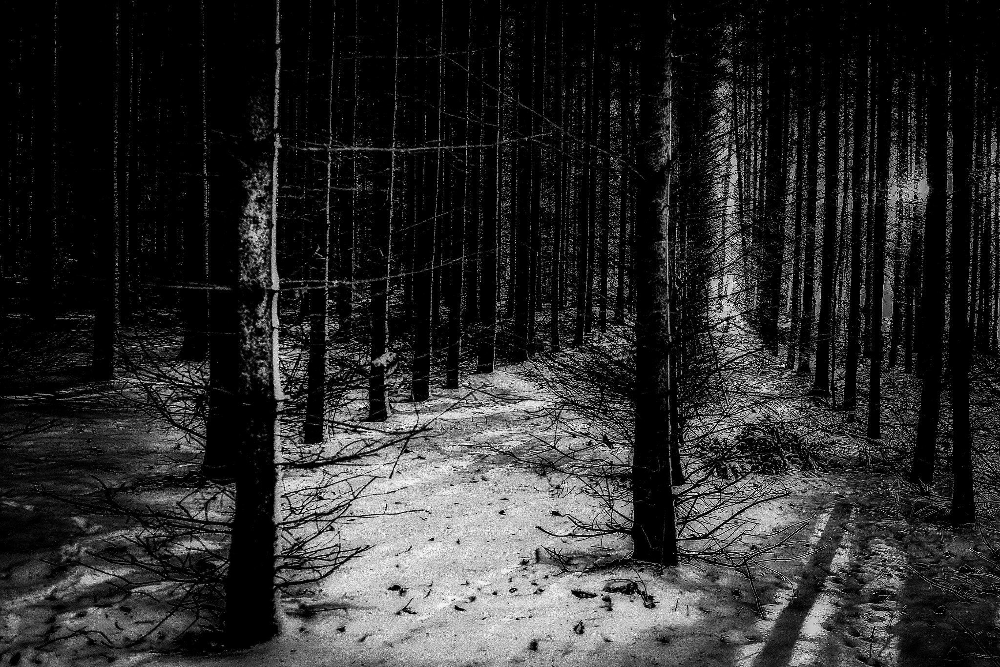 Sigma 18-35mm f/1.8 DC HSM sample photo. In the woods... photography