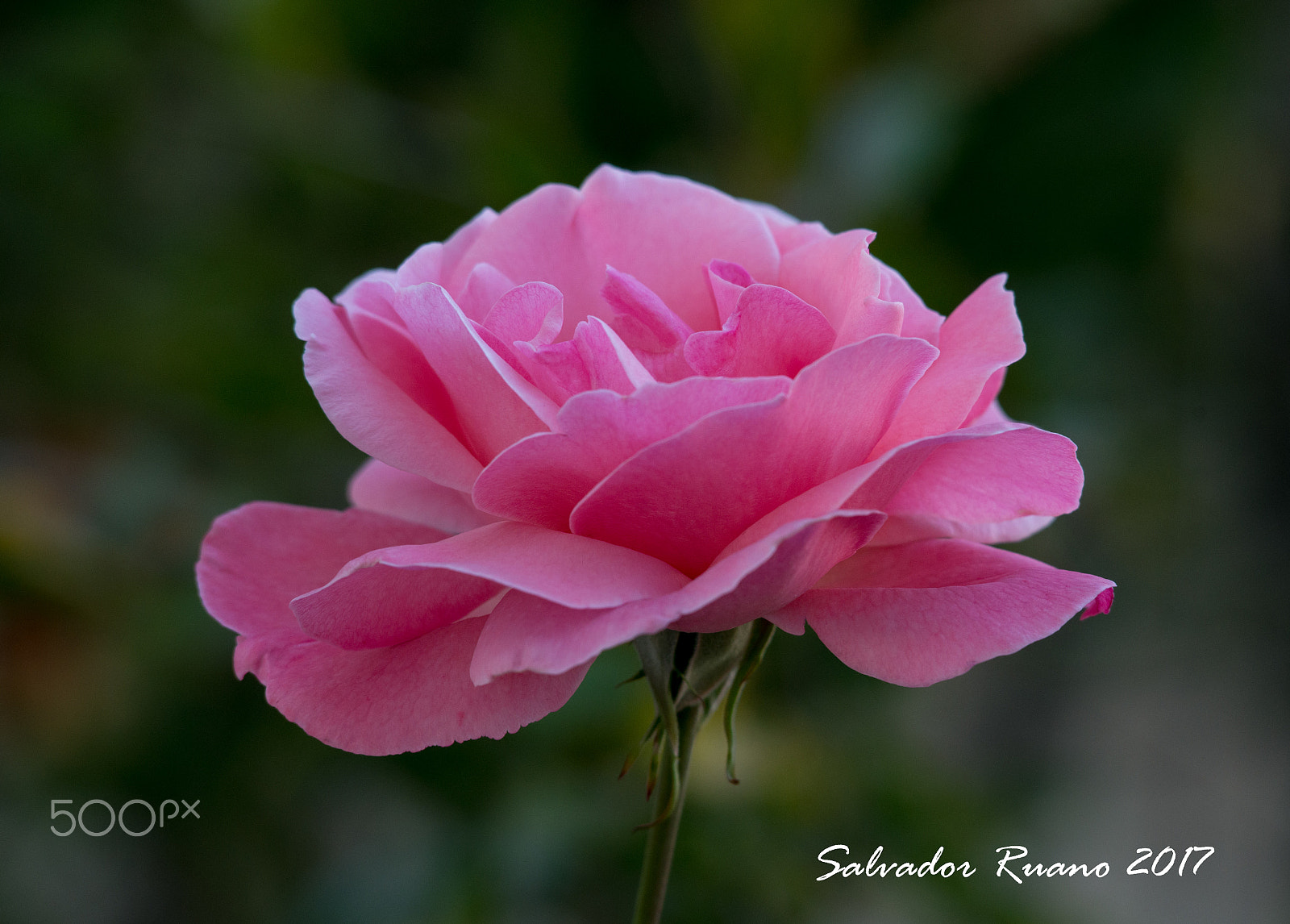 Nikon D800E sample photo. Beautiful rose photography