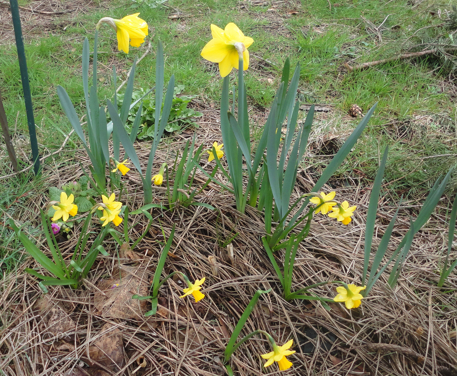 Sony Cyber-shot DSC-W560 sample photo. Woodburn hill march 2016 photography