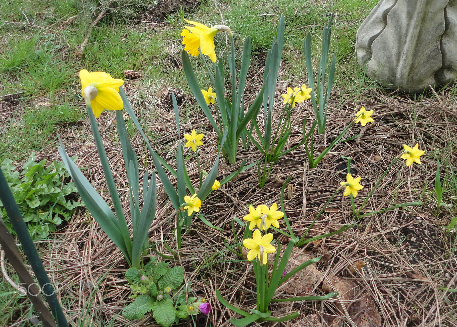 Sony Cyber-shot DSC-W560 sample photo. Woodburn hill march 2016 photography