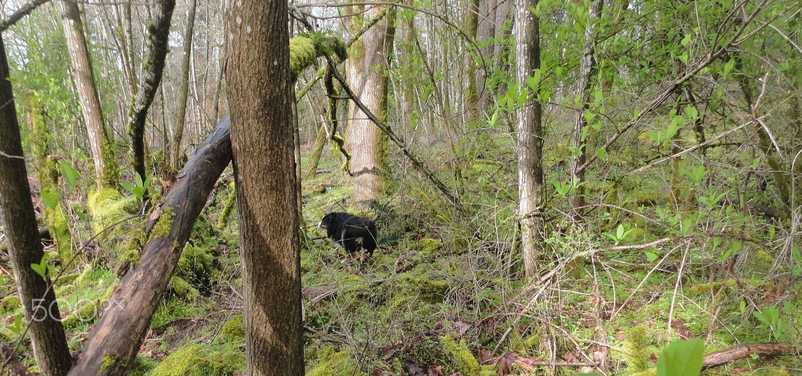 Sony Cyber-shot DSC-W560 sample photo. Woodburn hill march 2016 photography