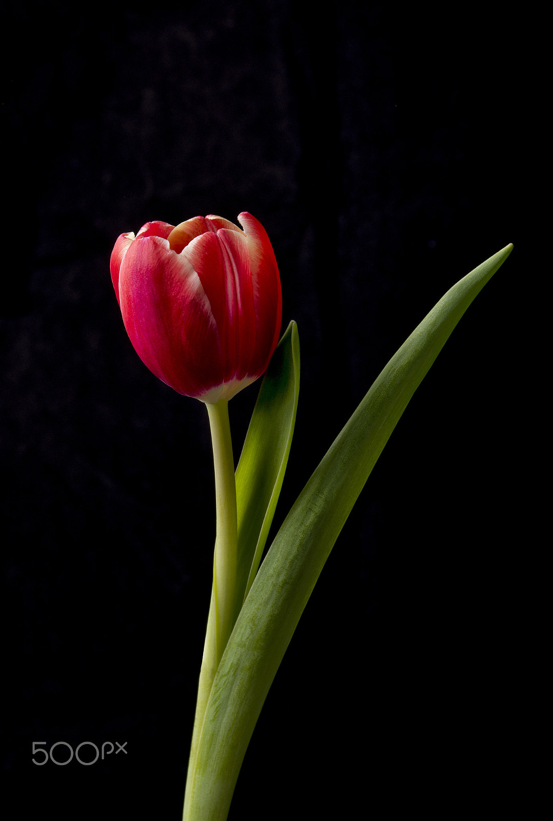 Nikon D7200 sample photo. Tulip red photography