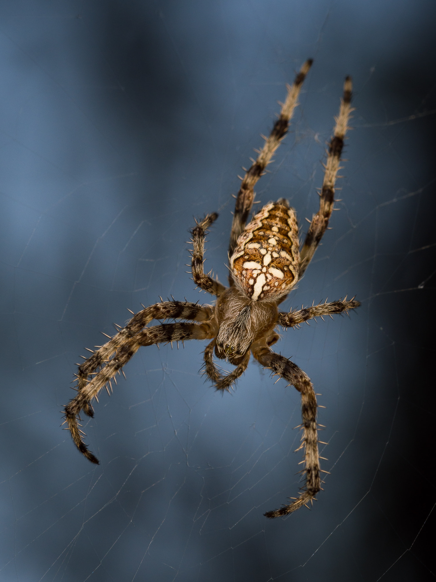 Olympus M.Zuiko Digital ED 60mm F2.8 Macro sample photo. Spider ... photography