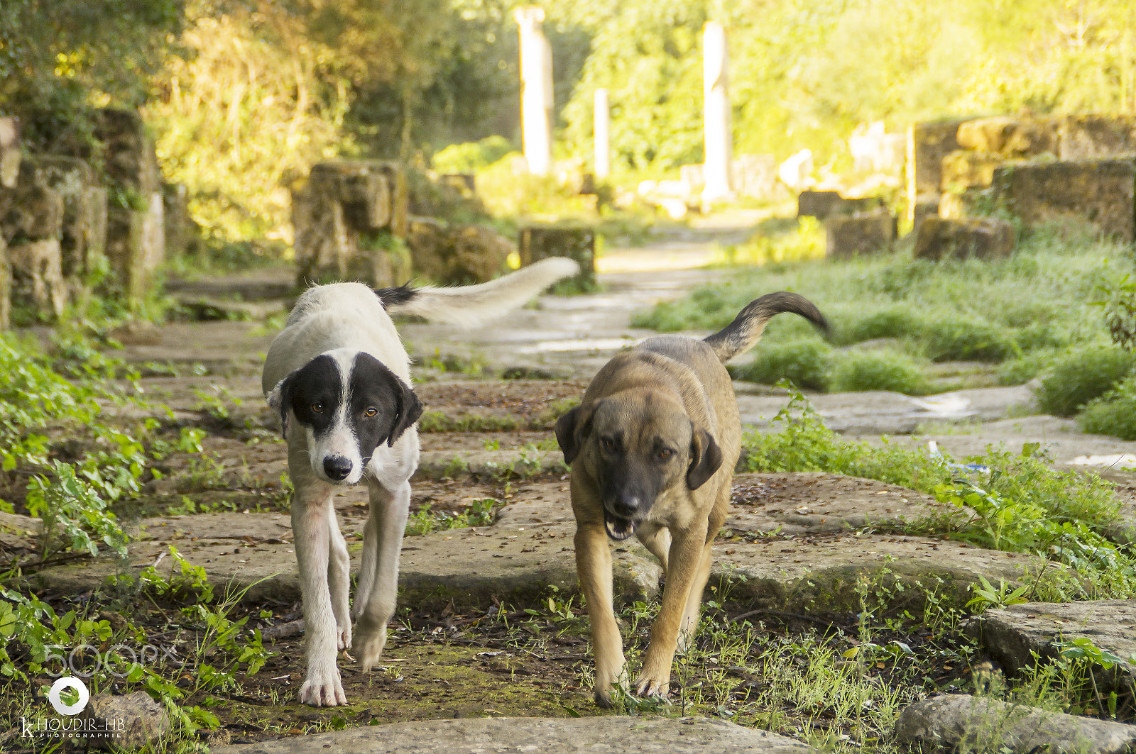 Sony SLT-A55 (SLT-A55V) sample photo. Chiens de garde photography