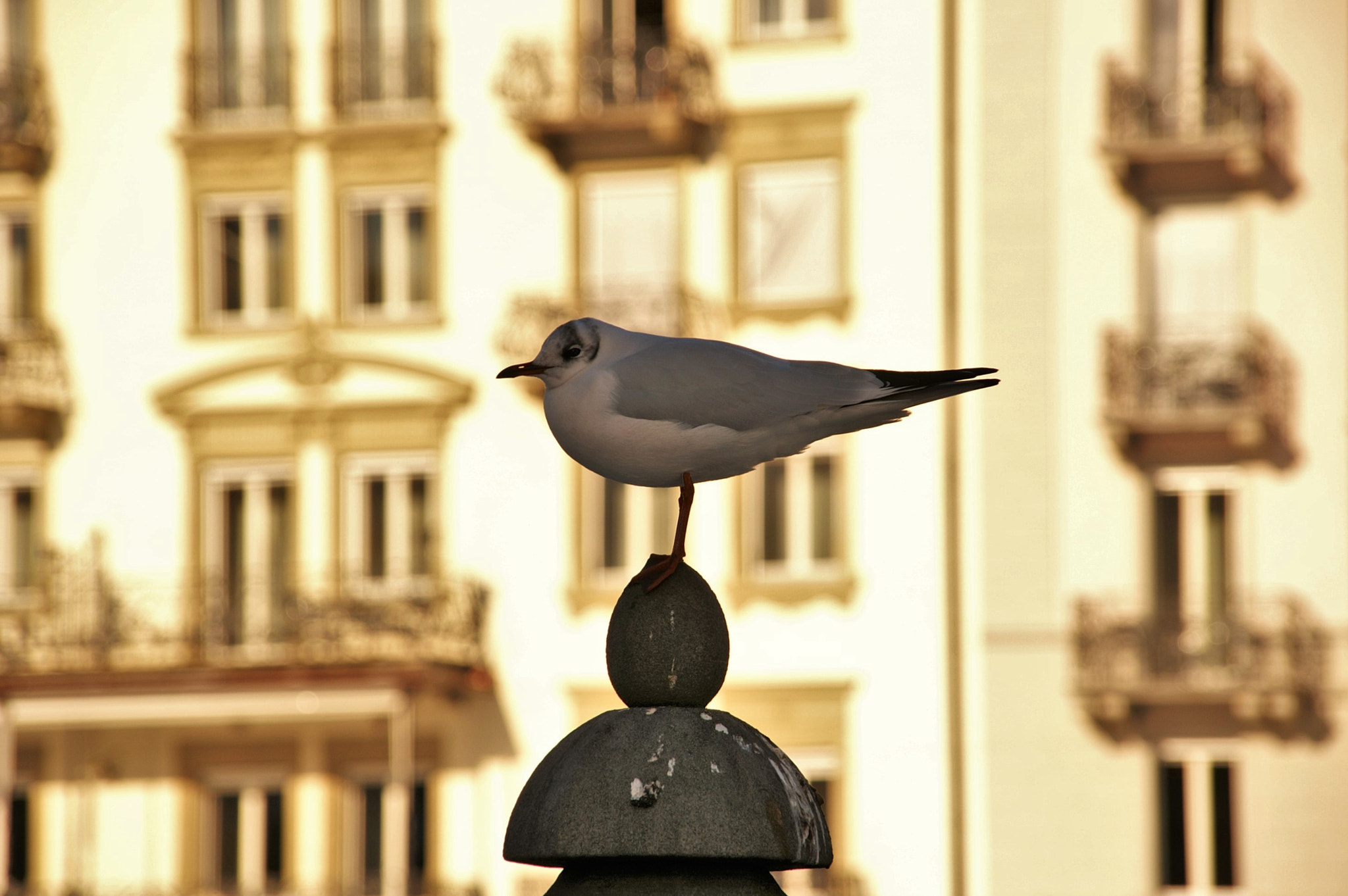 KONICA MINOLTA DYNAX 5D + Sigma 18-200mm F3.5-6.3 DC sample photo. Bird in luzern photography