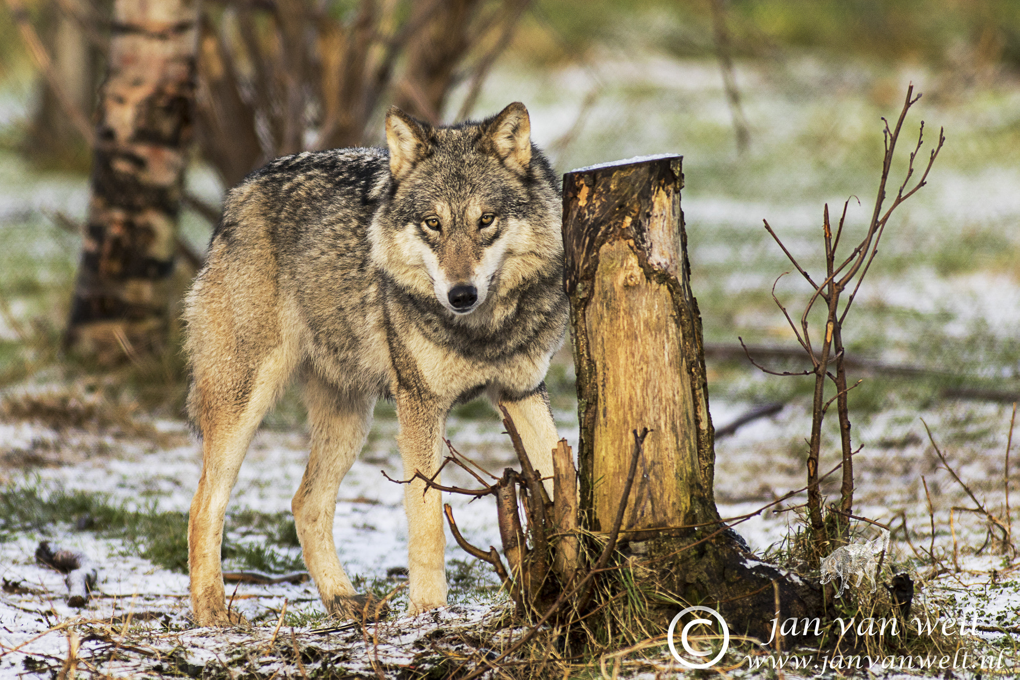 Canon EF 300mm f/2.8L sample photo. European wolf photography