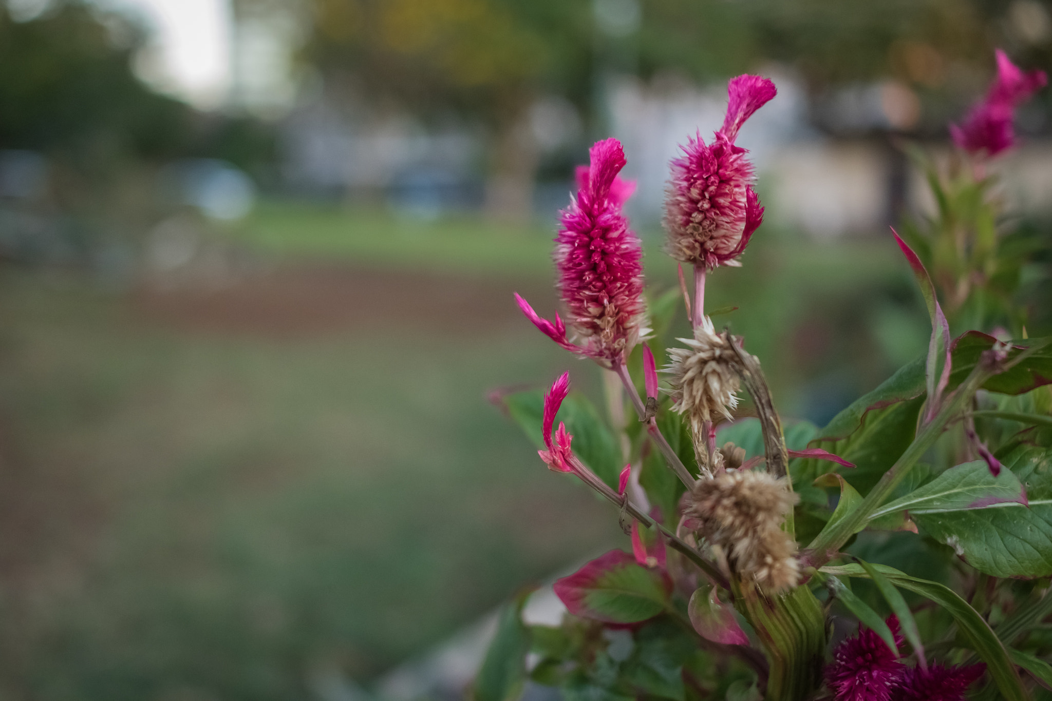 Canon EF-S 24mm F2.8 STM sample photo. Color in garden at sunset photography